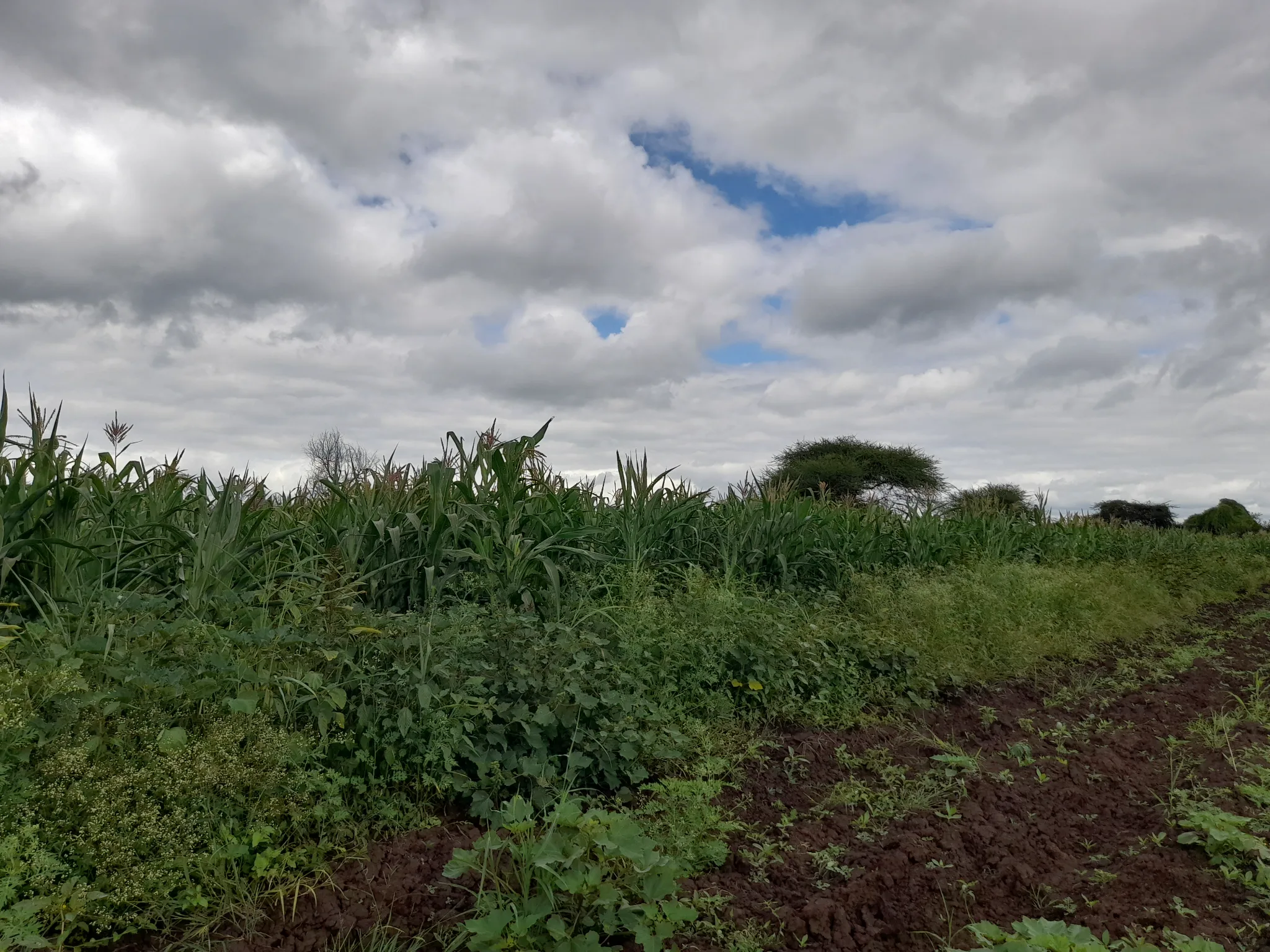 Shamba zuri la ekari 1.8 Olodenderit