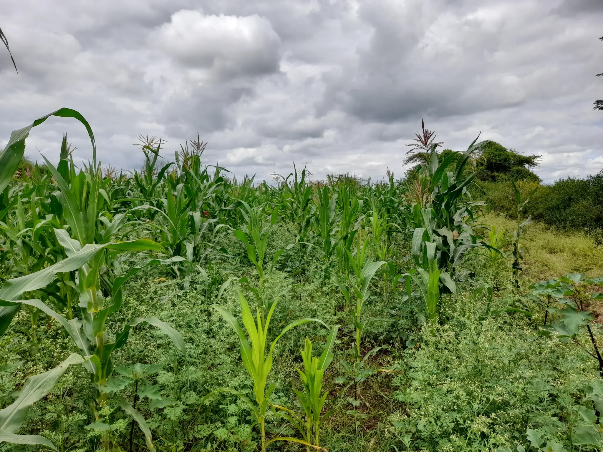 Shamba zuri la ekari 1.8 Olodenderit