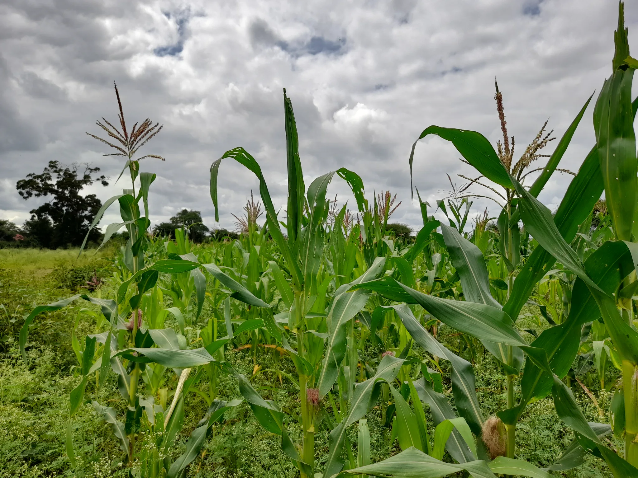Shamba zuri la ekari 1.8 Olodenderit