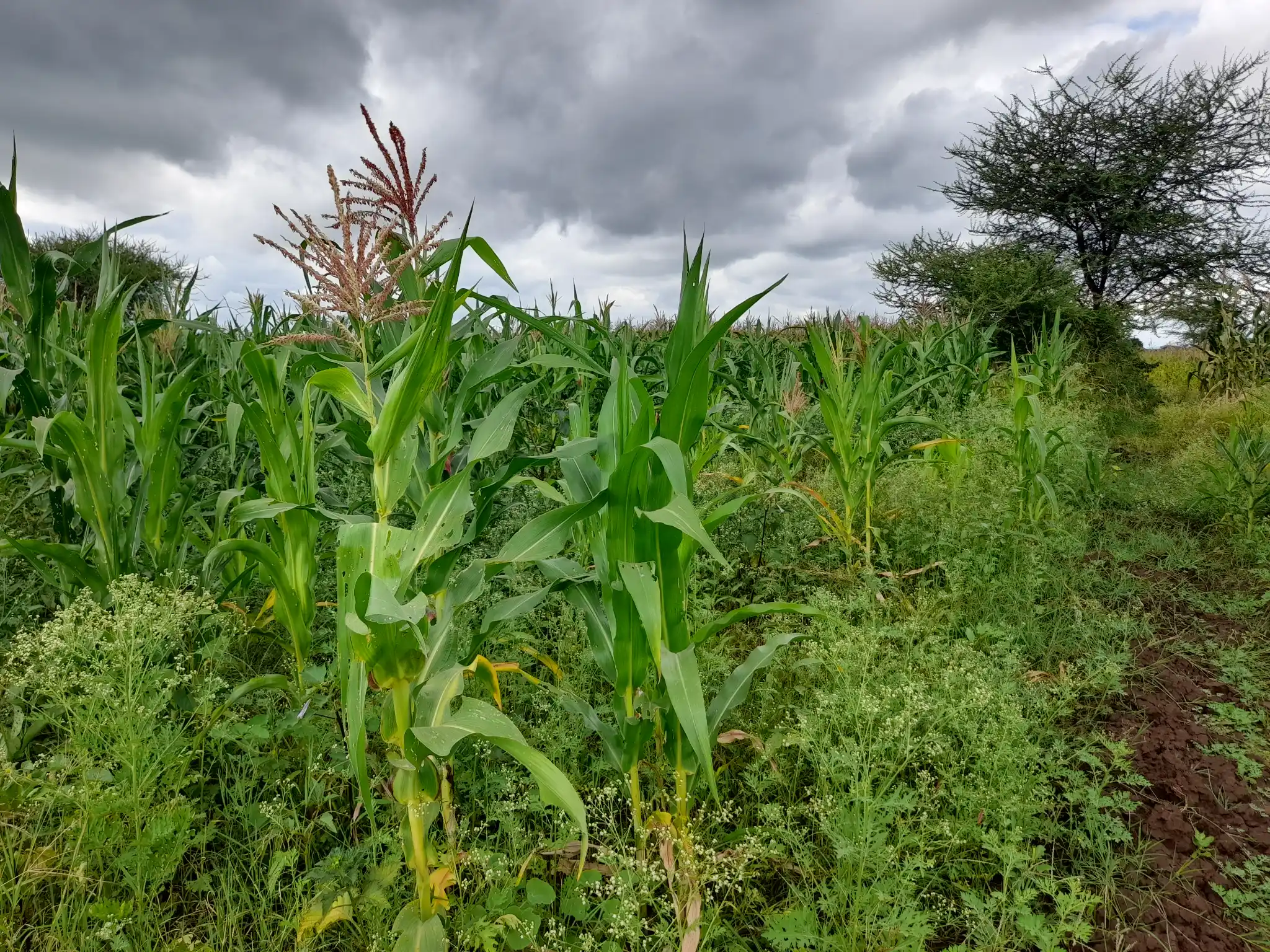 Shamba zuri la ekari 1.8 Olodenderit