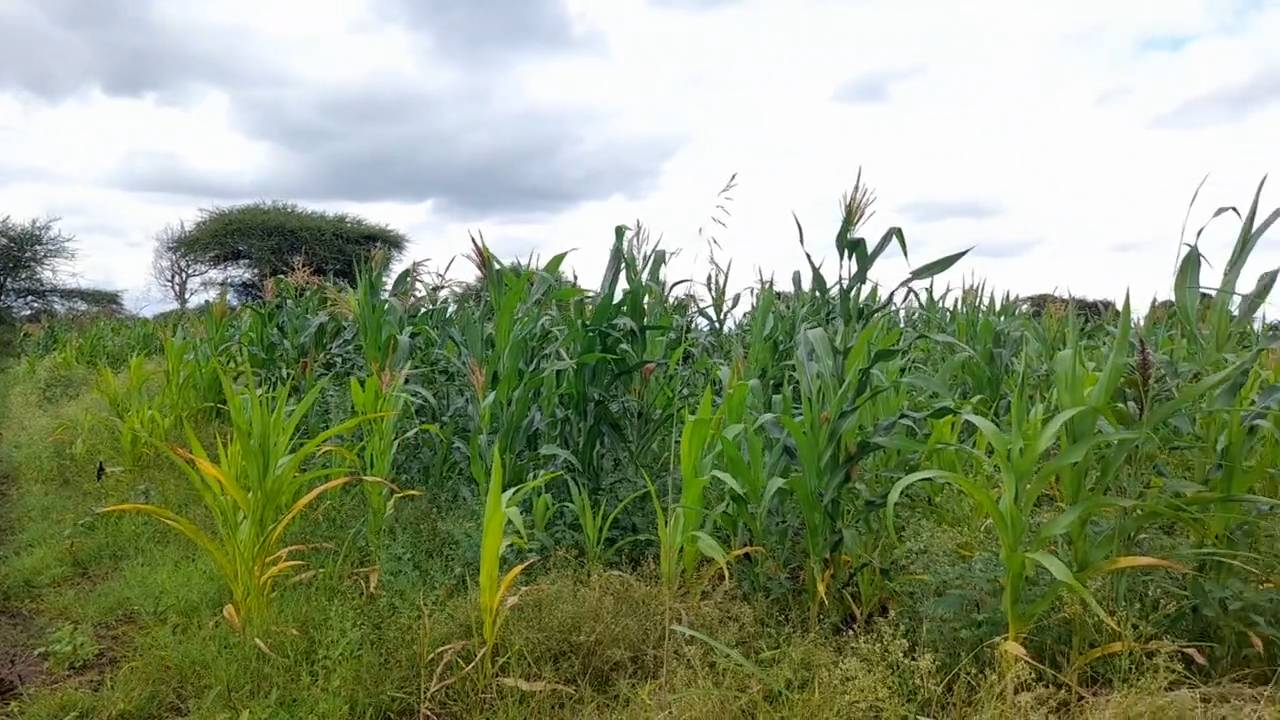 Shamba zuri la ekari 1.8 Olodenderit