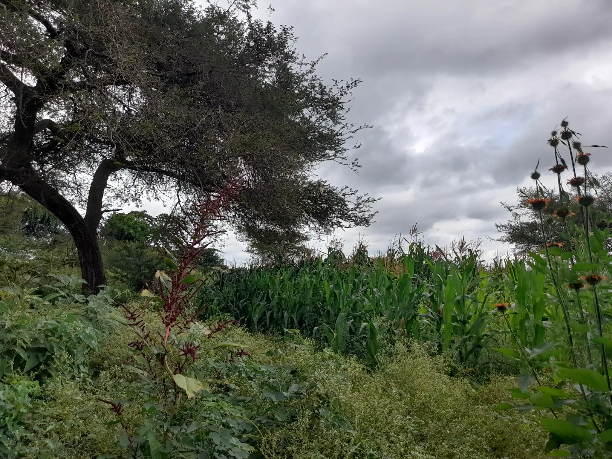 Shamba zuri la ekari 1.8 Olodenderit