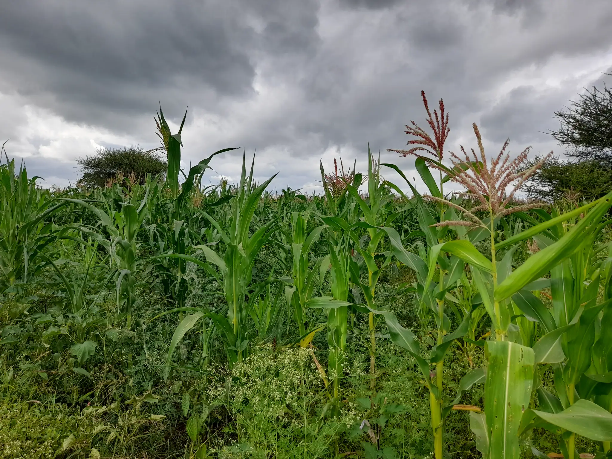 Shamba zuri la ekari 1.8 Olodenderit