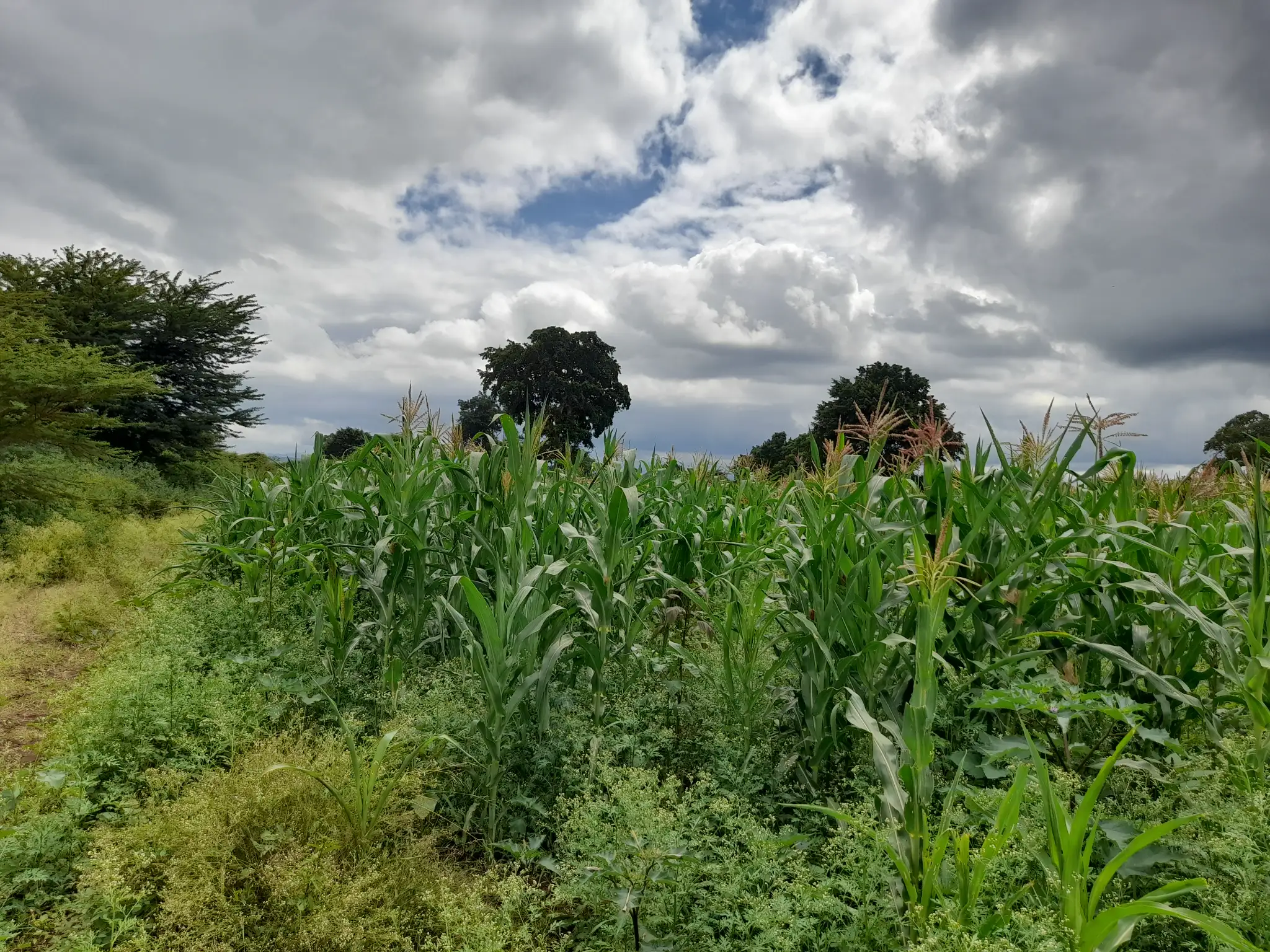 Shamba zuri la ekari 1.8 Olodenderit