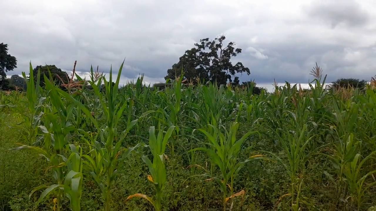 Shamba zuri la ekari 1.8 Olodenderit