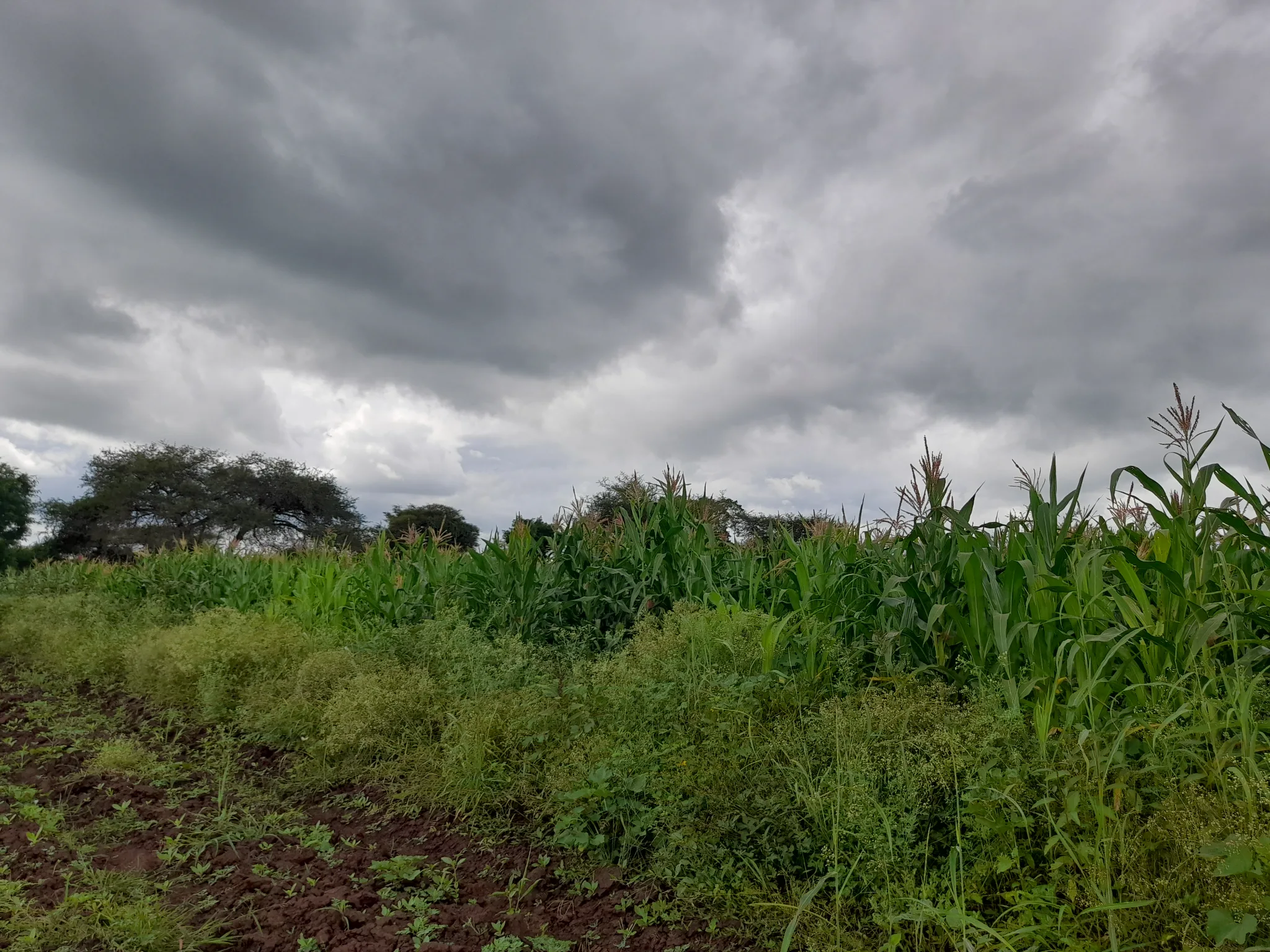 Shamba zuri la ekari 1.8 Olodenderit