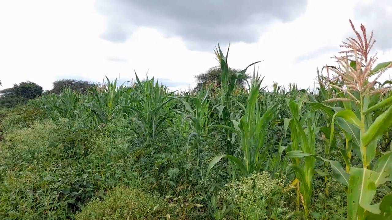 Shamba zuri la ekari 1.8 Olodenderit