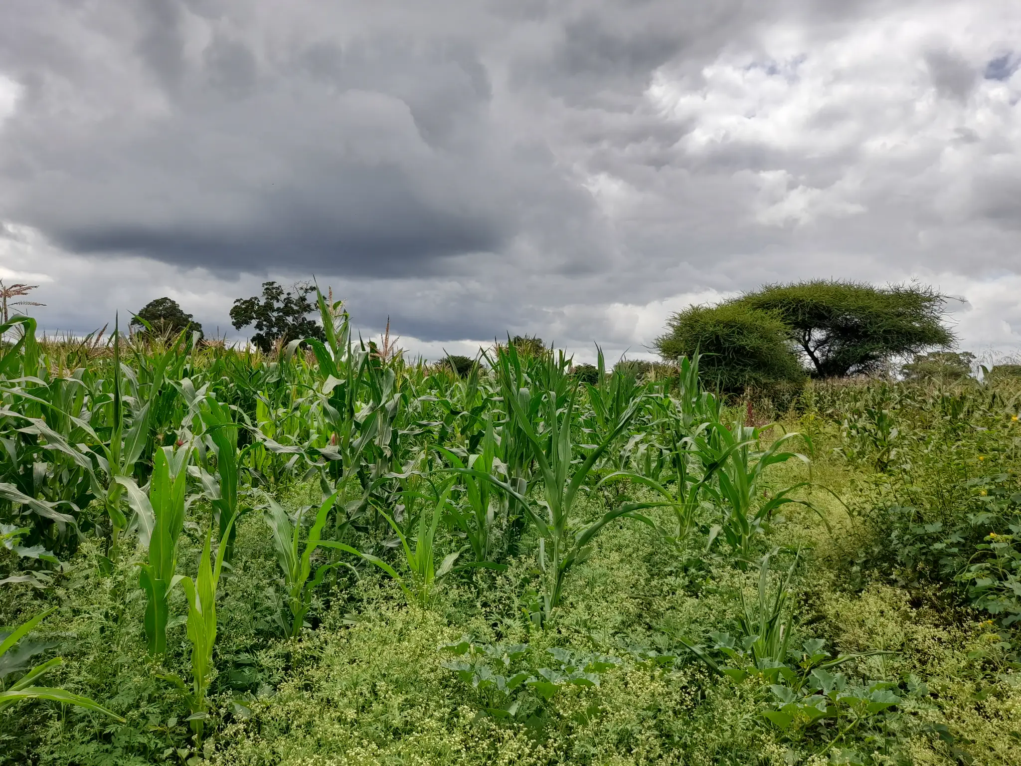 Shamba zuri la ekari 1.8 Olodenderit