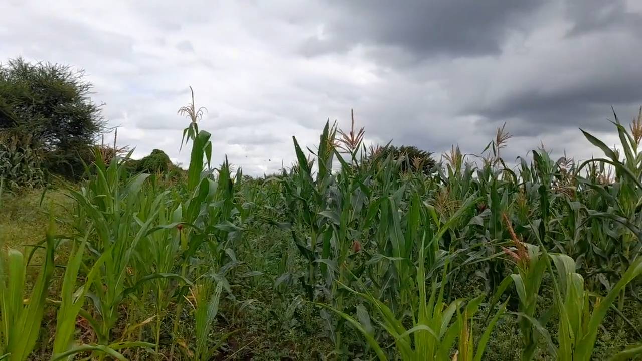Shamba zuri la ekari 1.8 Olodenderit
