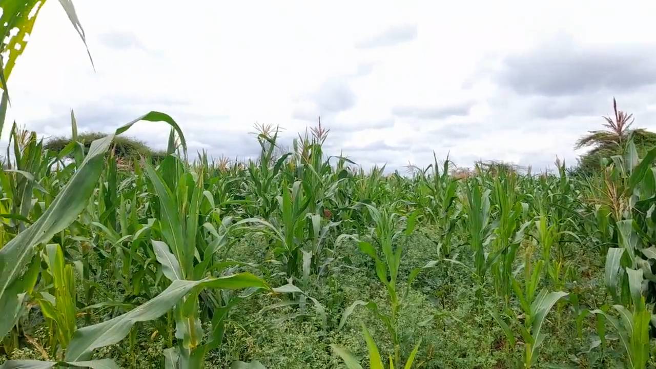 Shamba zuri la ekari 1.8 Olodenderit