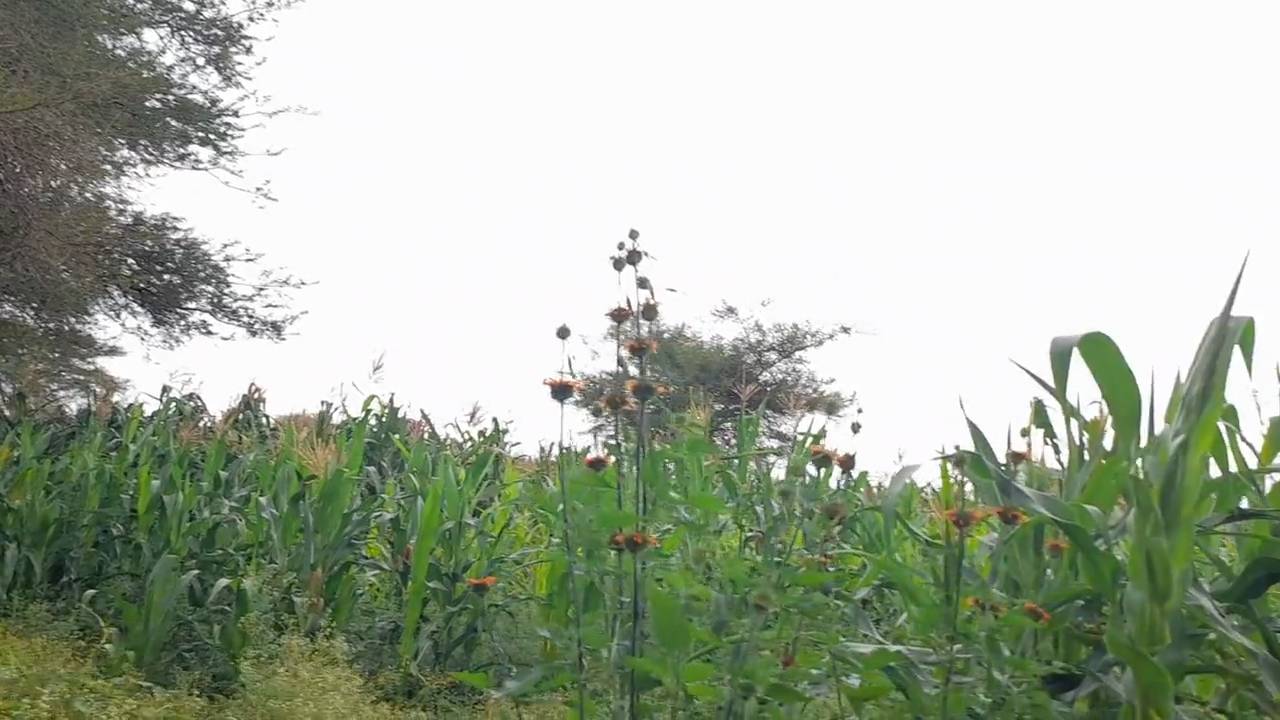 Shamba zuri la ekari 1.8 Olodenderit