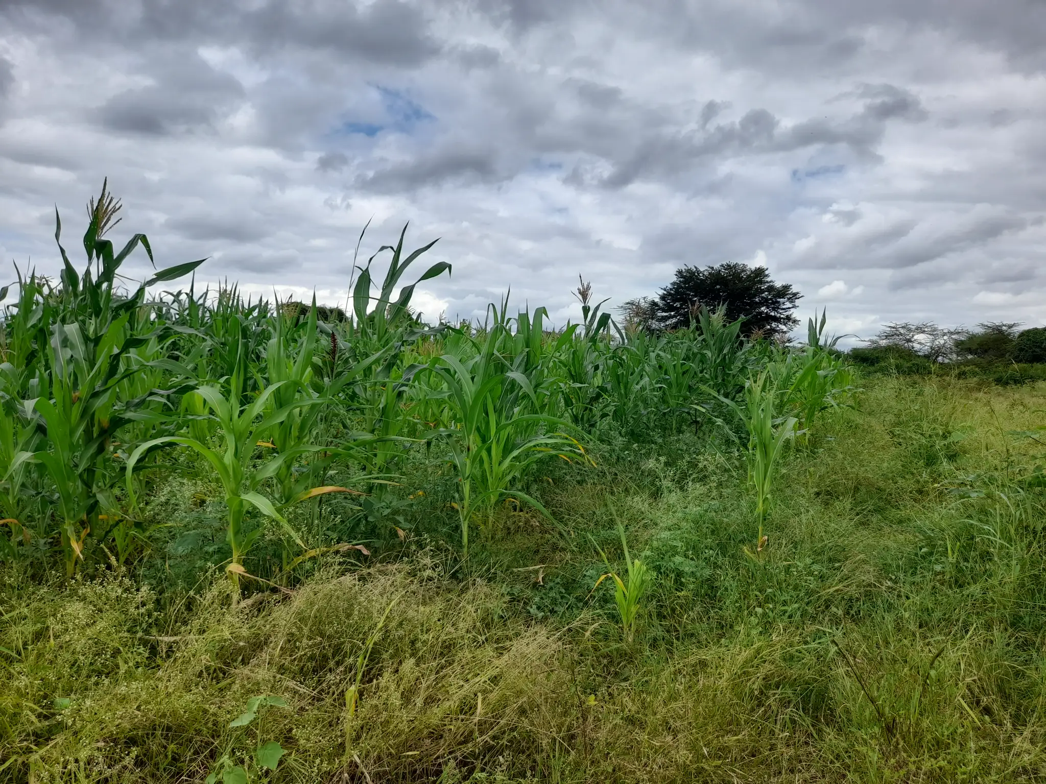 Shamba zuri la ekari 1.8 Olodenderit