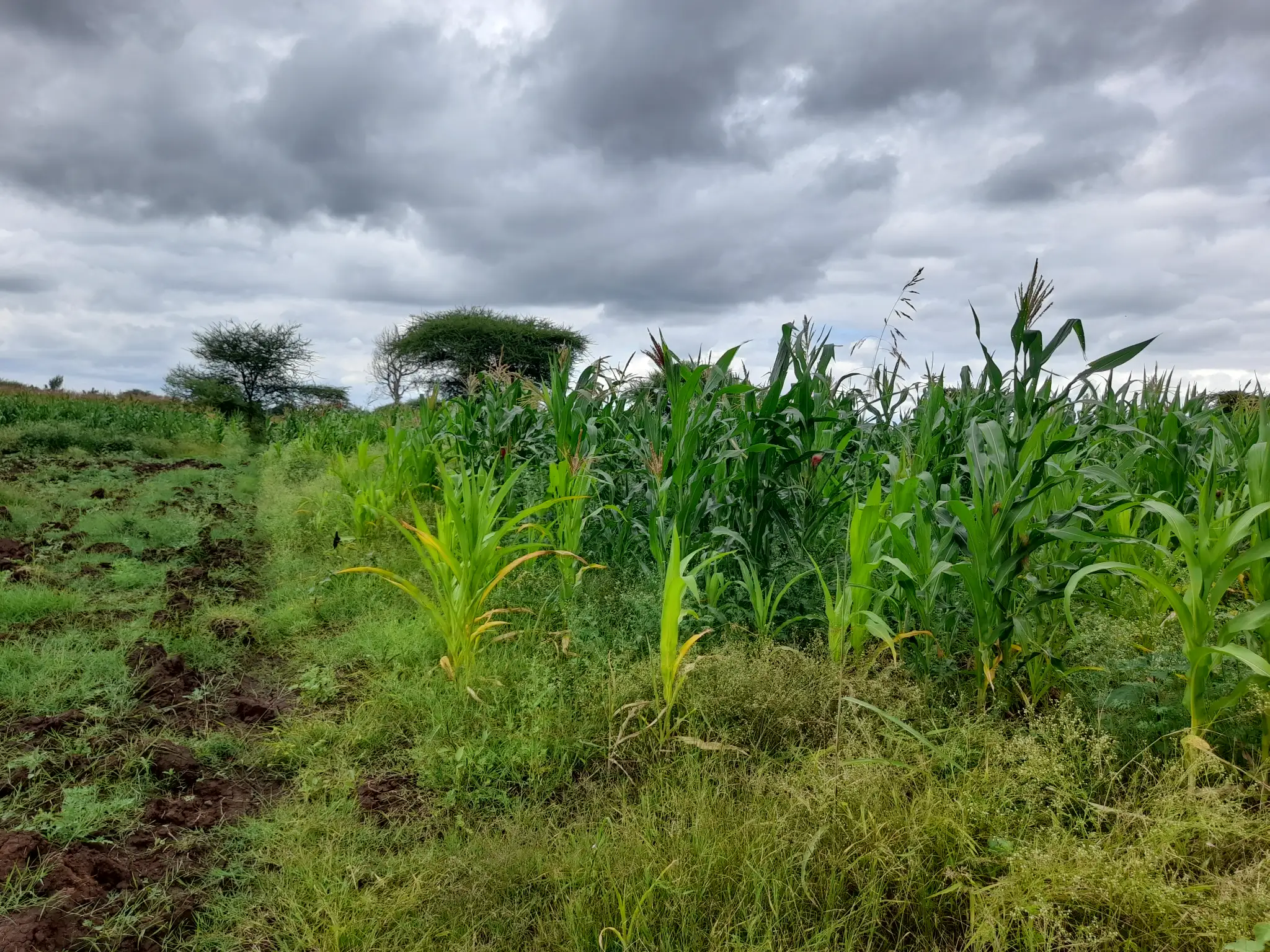 Shamba zuri la ekari 1.8 Olodenderit