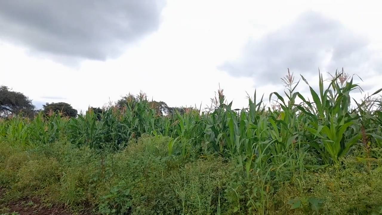 Shamba zuri la ekari 1.8 Olodenderit