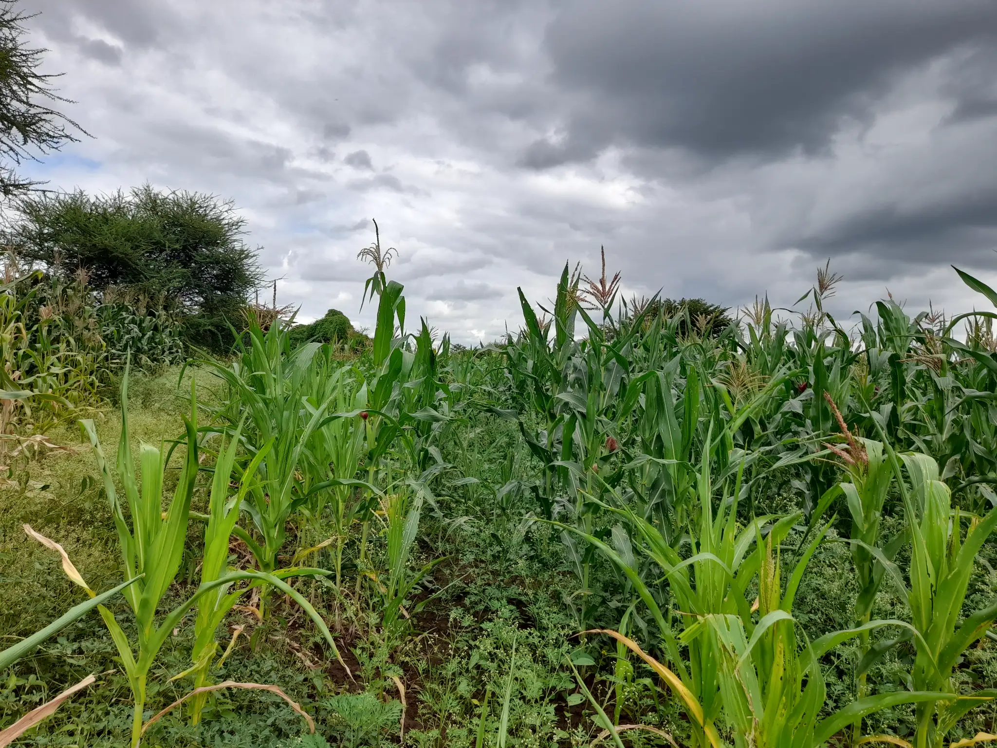 Shamba zuri la ekari 1.8 Olodenderit