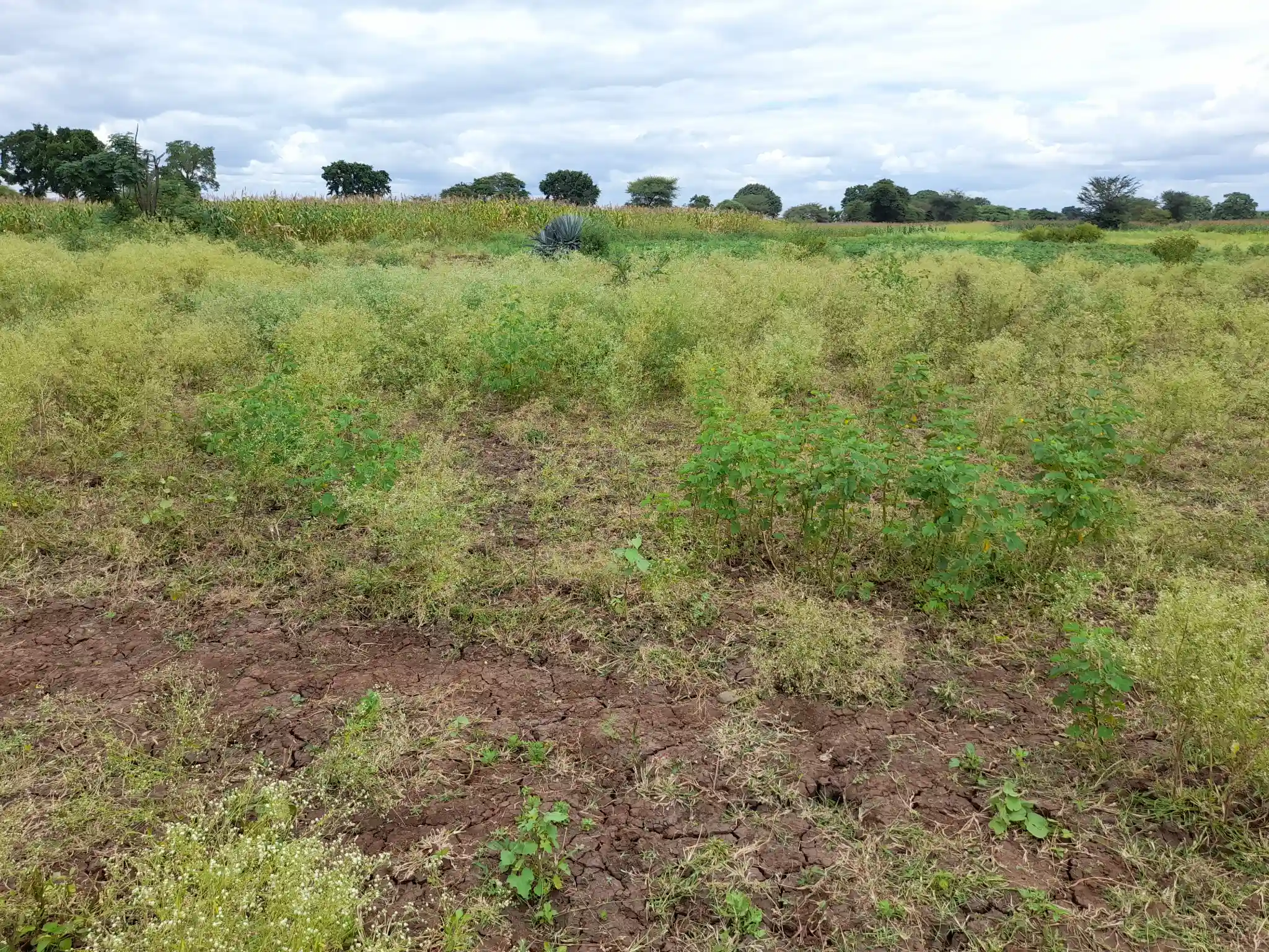 Shamba zuri la ekari 3.6 Olodenderit