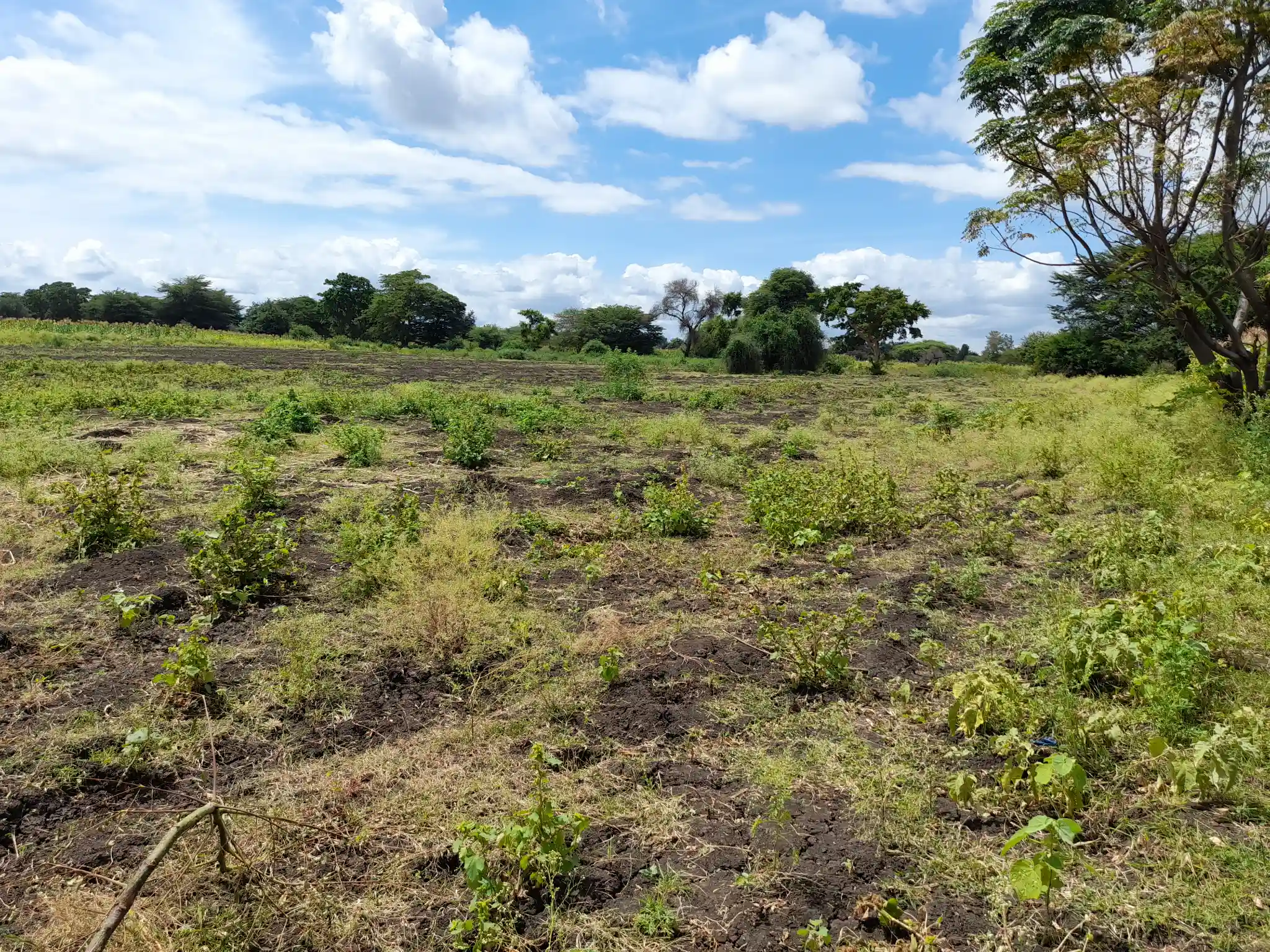 Shamba zuri la ekari 3.6 Olodenderit