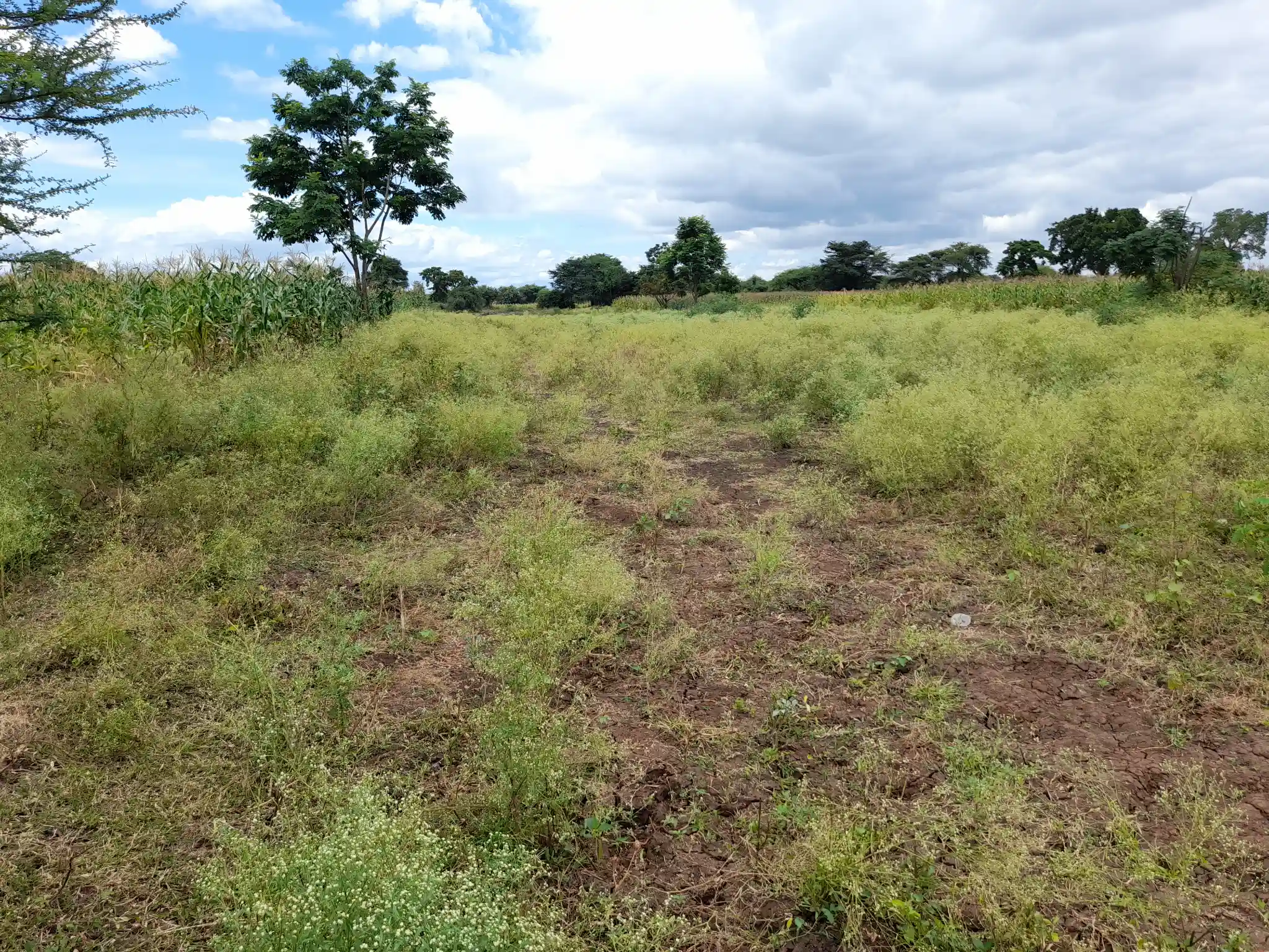 Shamba zuri la ekari 3.6 Olodenderit