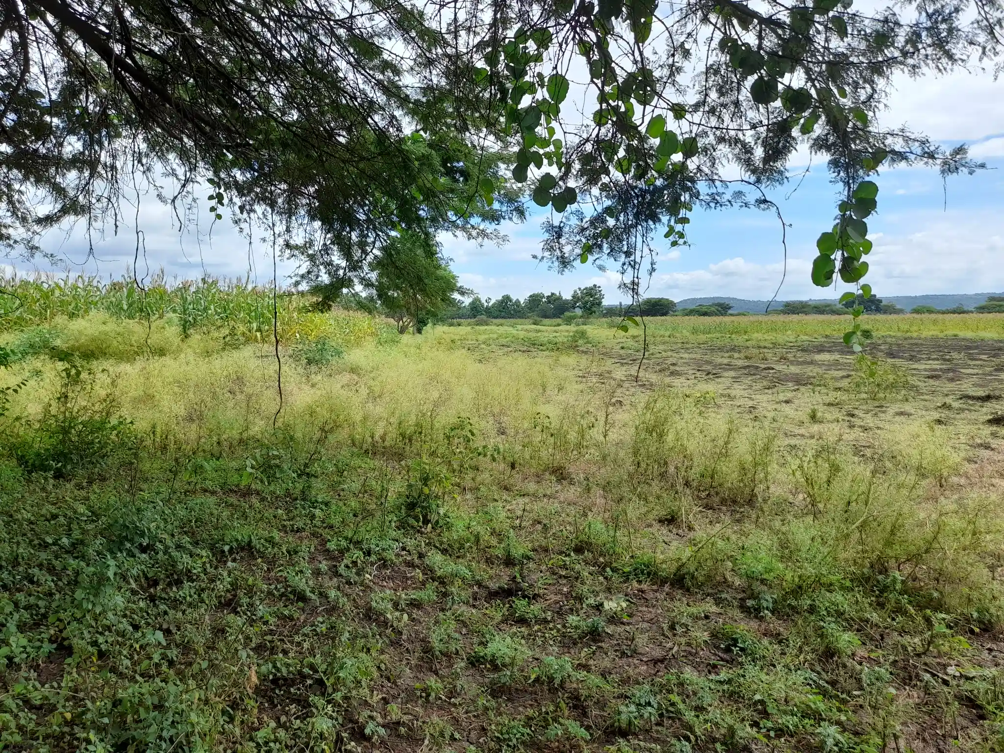 Shamba zuri la ekari 3.6 Olodenderit