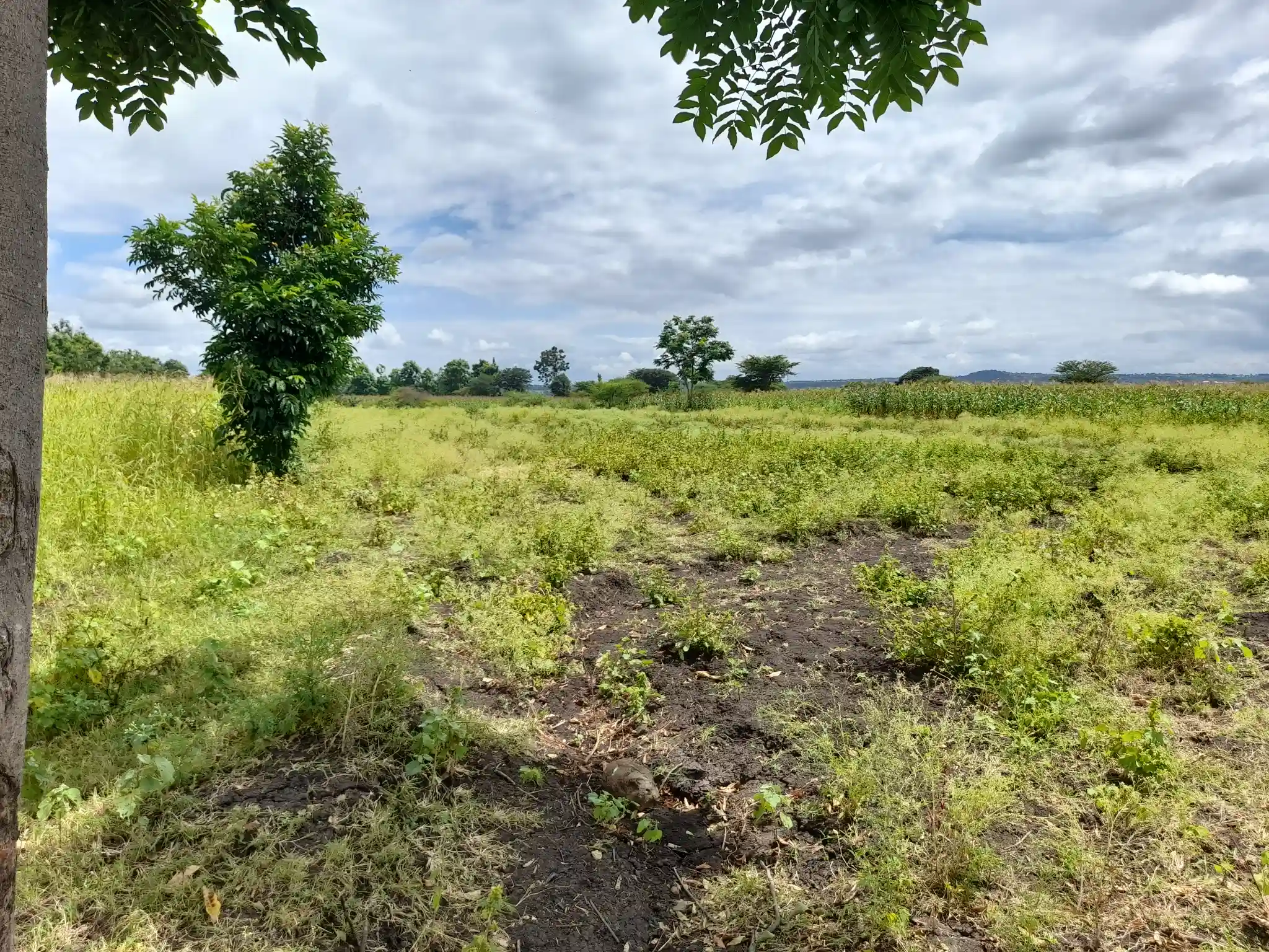 Shamba zuri la ekari 3.6 Olodenderit