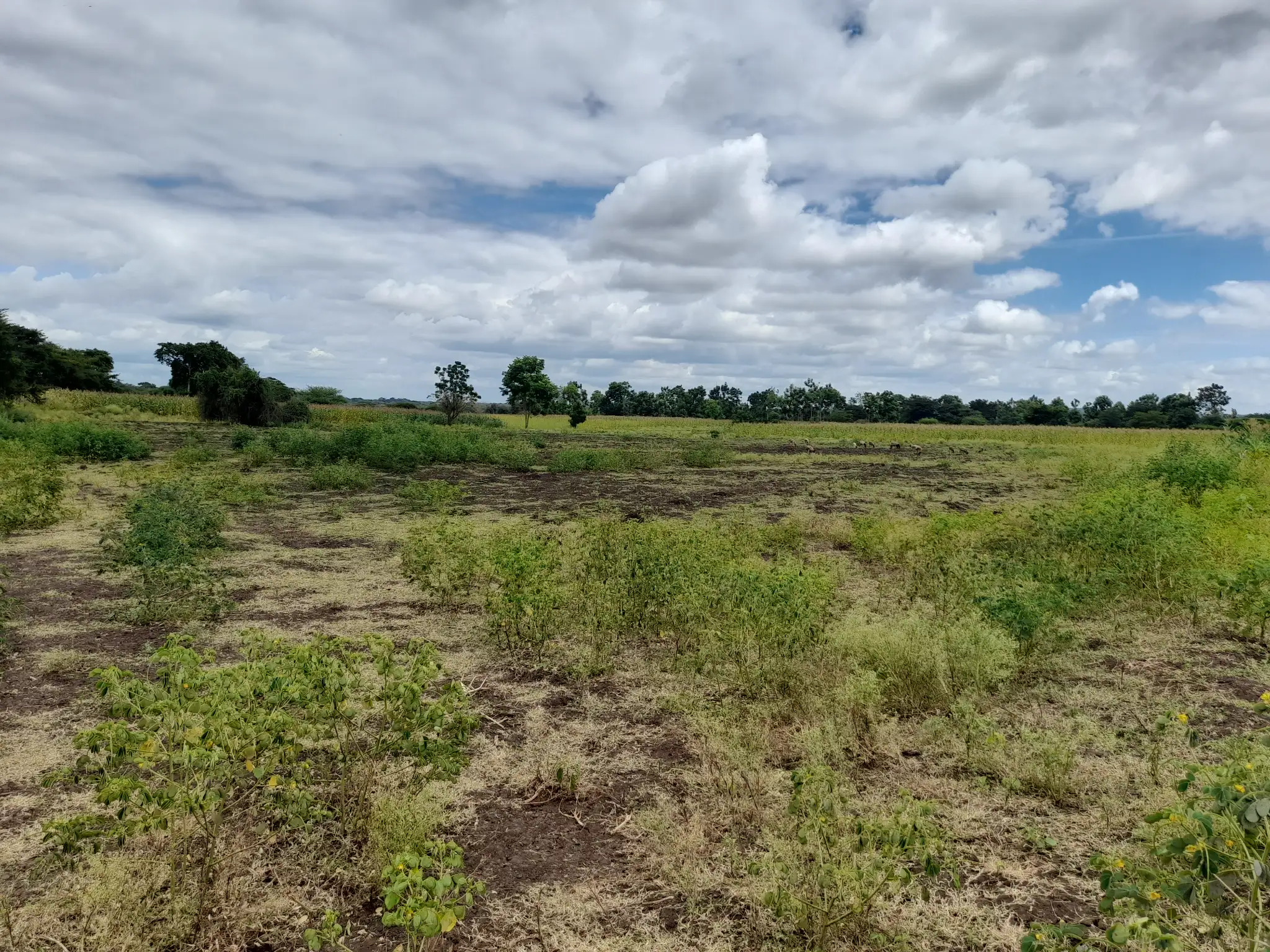 Shamba zuri la ekari 3.6 Olodenderit