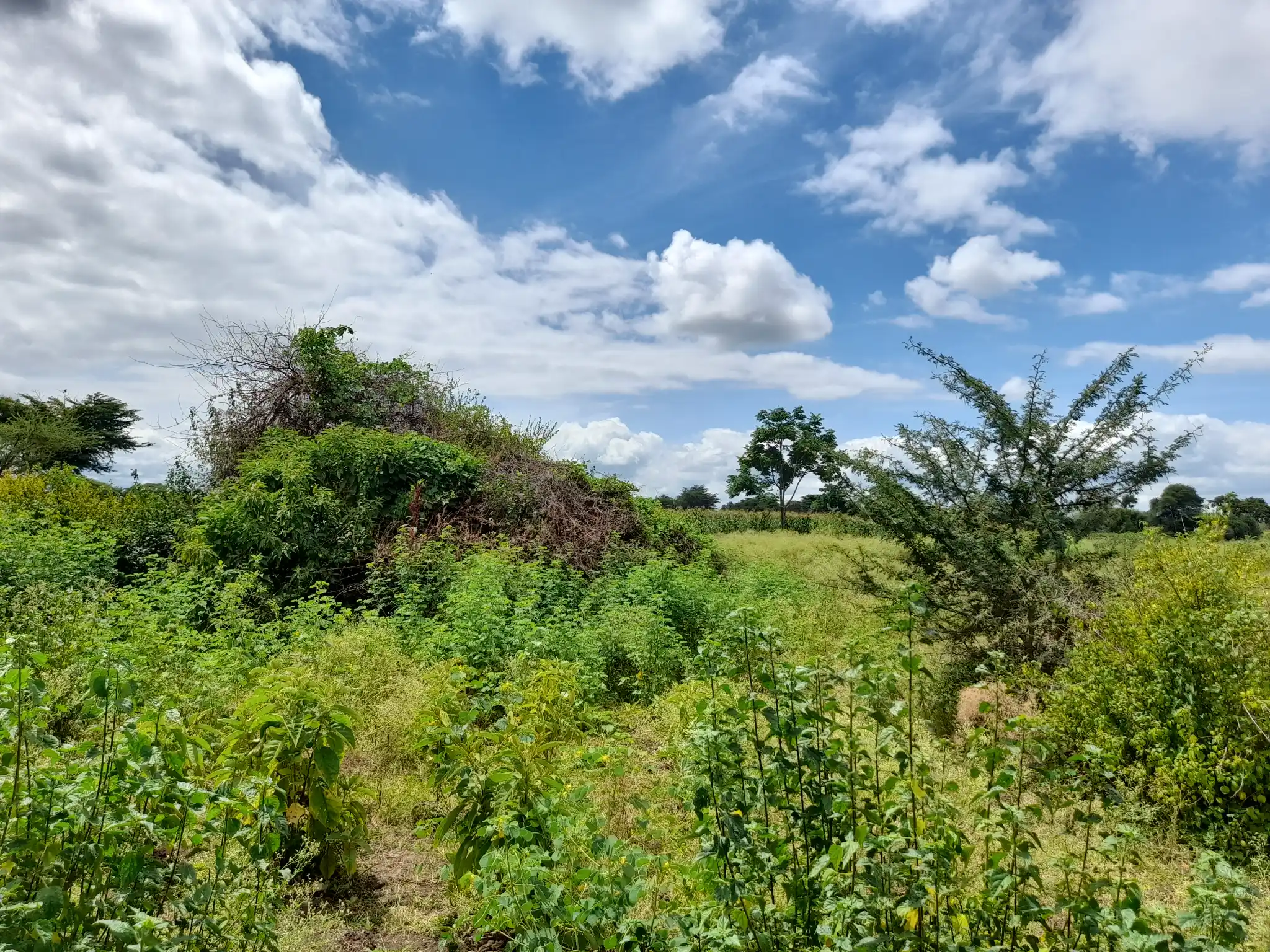Shamba zuri la ekari 3.6 Olodenderit