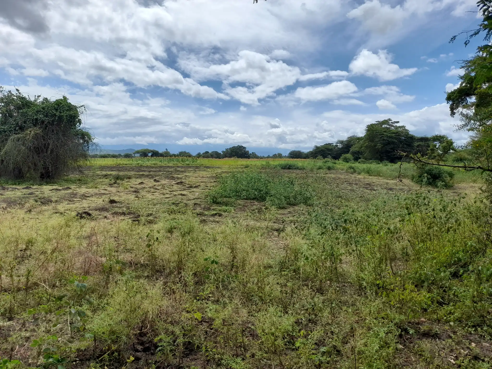Shamba zuri la ekari 3.6 Olodenderit
