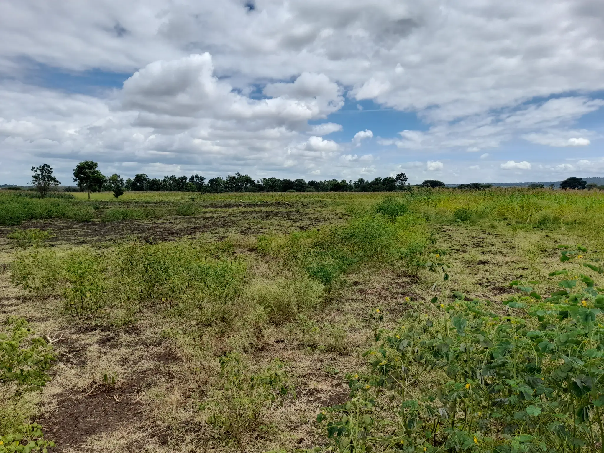 Shamba zuri la ekari 3.6 Olodenderit