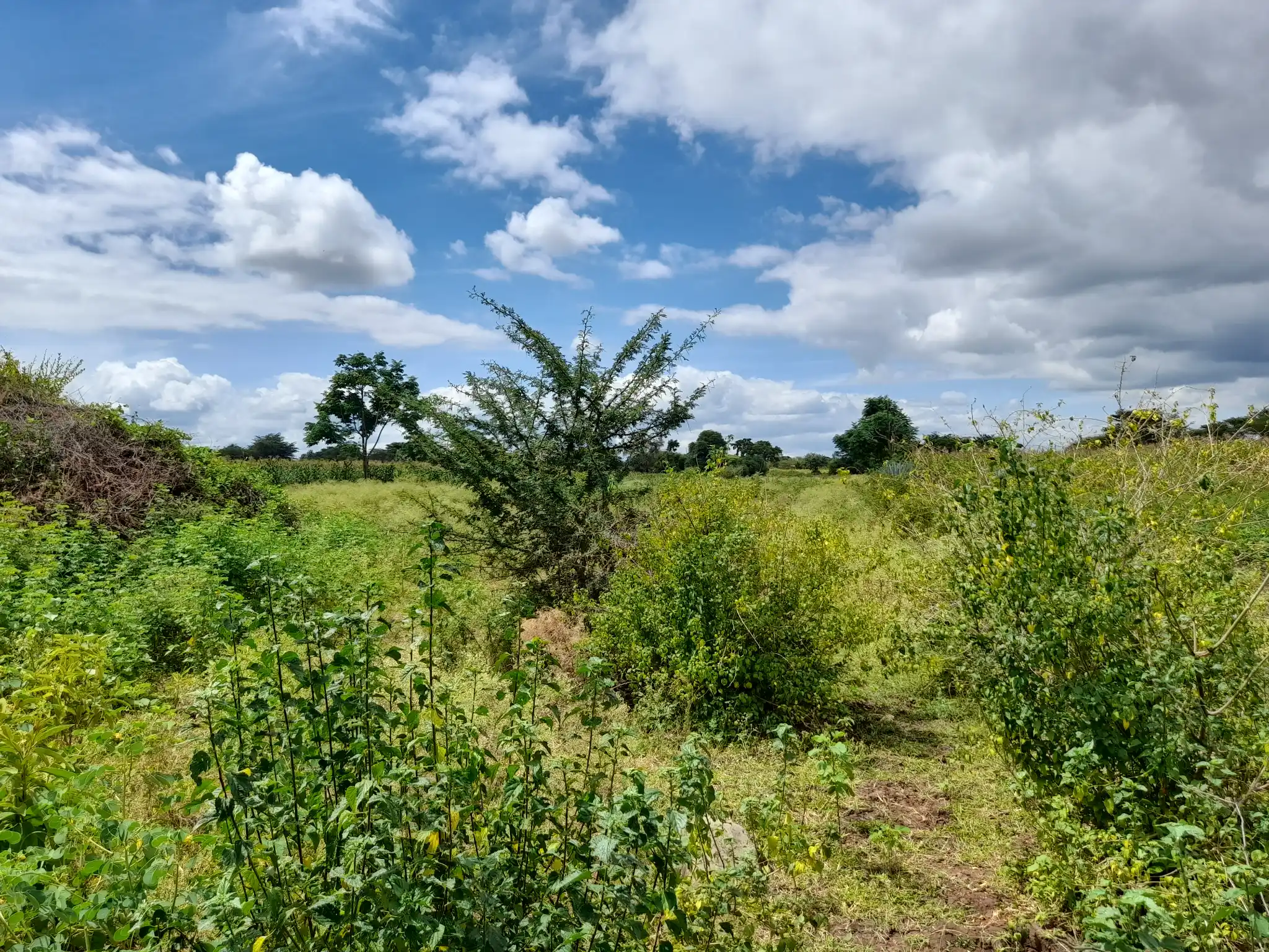 Shamba zuri la ekari 3.6 Olodenderit