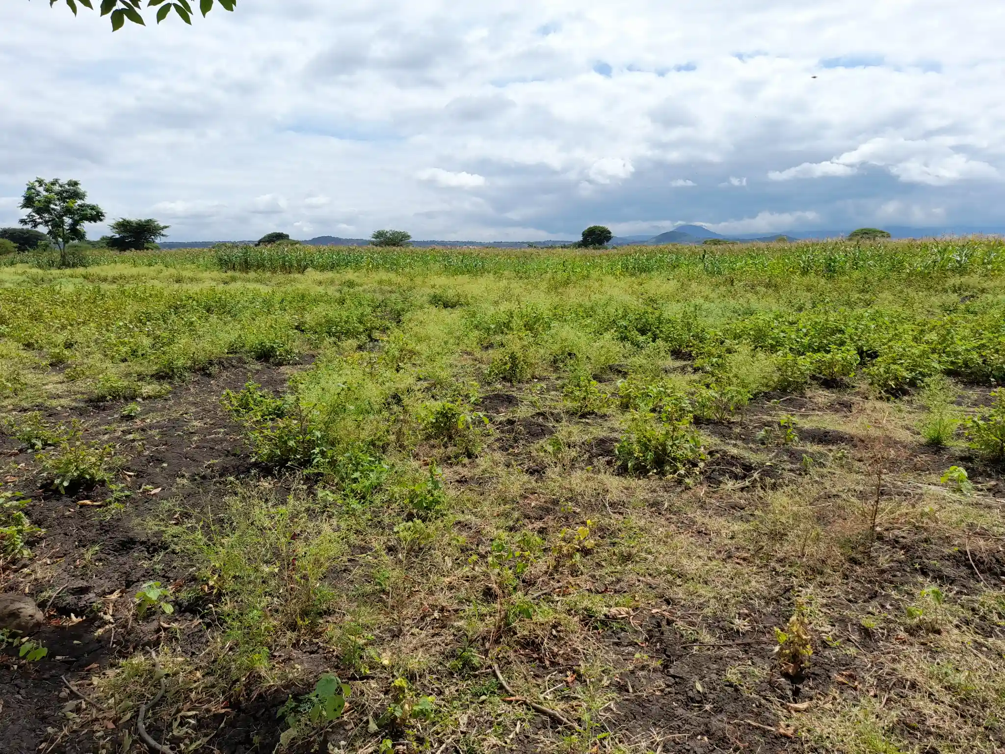 Shamba zuri la ekari 3.6 Olodenderit