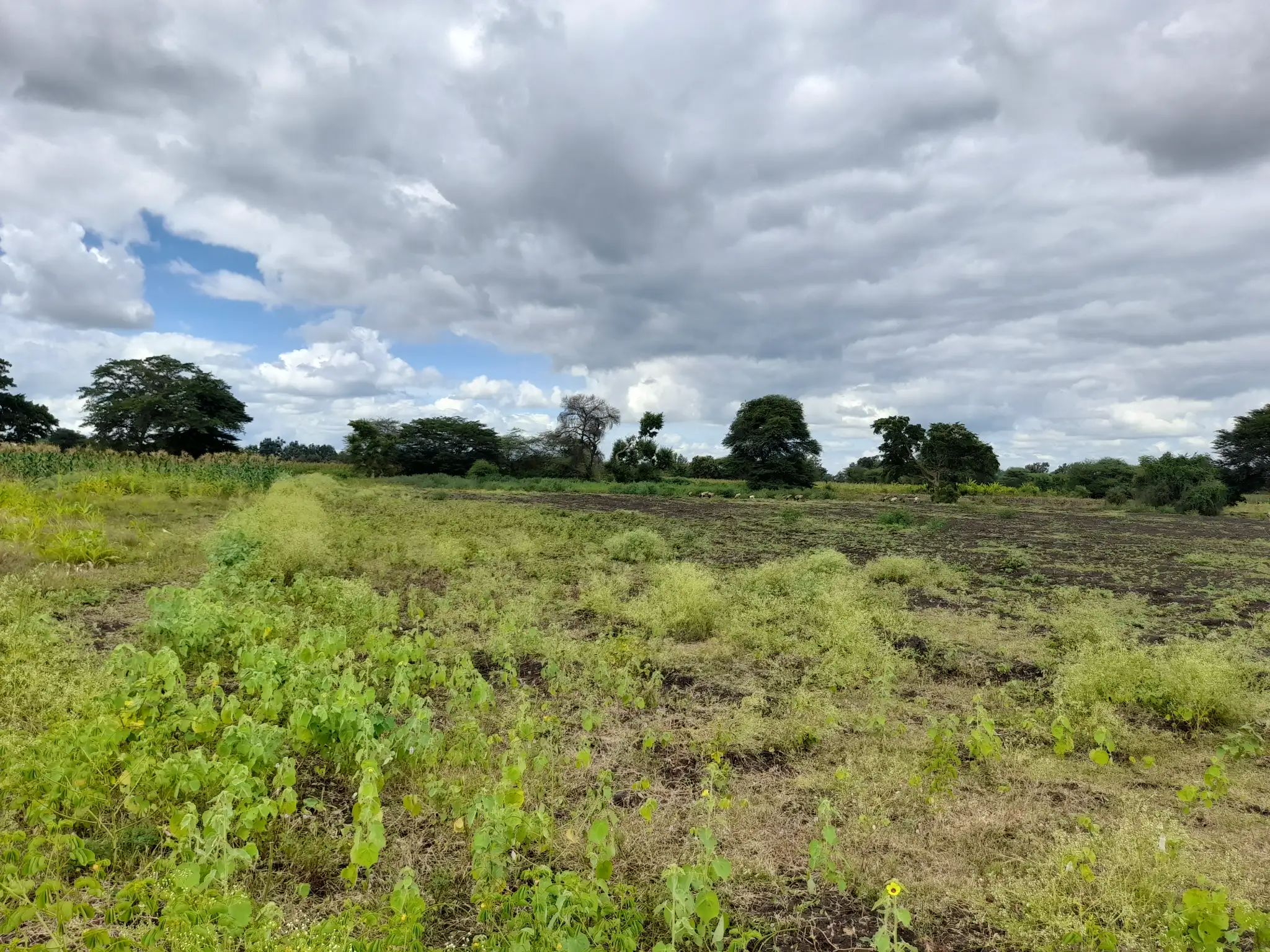 Shamba zuri la ekari 3.6 Olodenderit