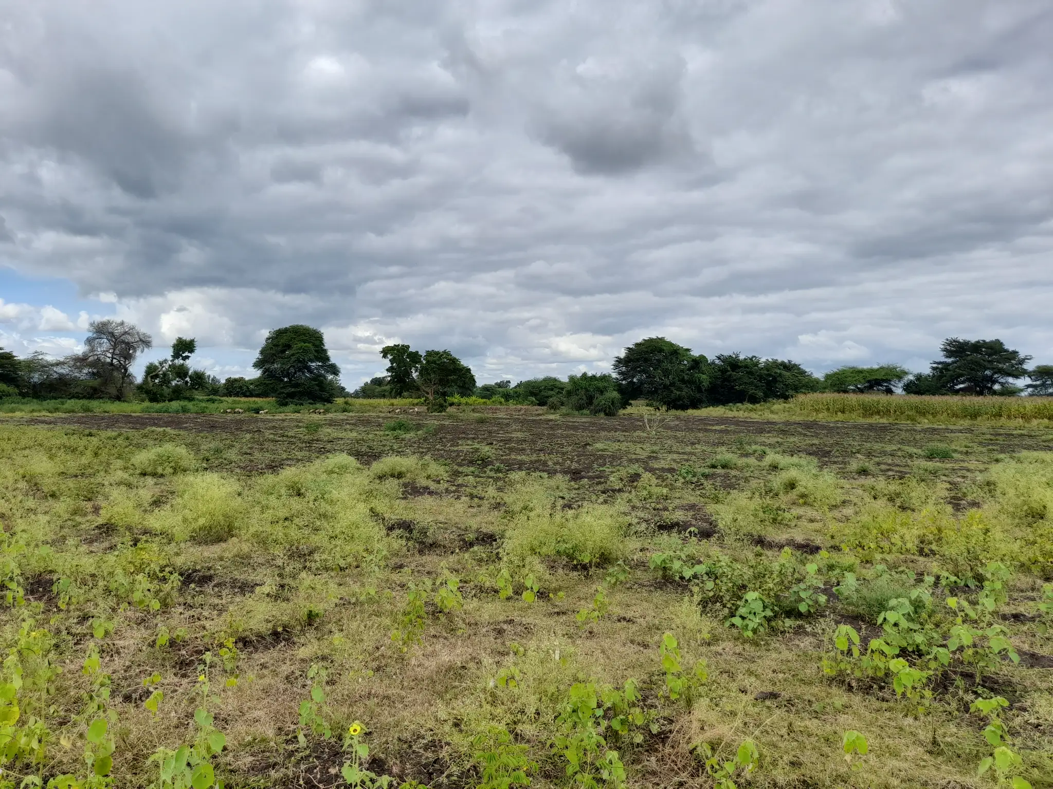 Shamba zuri la ekari 3.6 Olodenderit