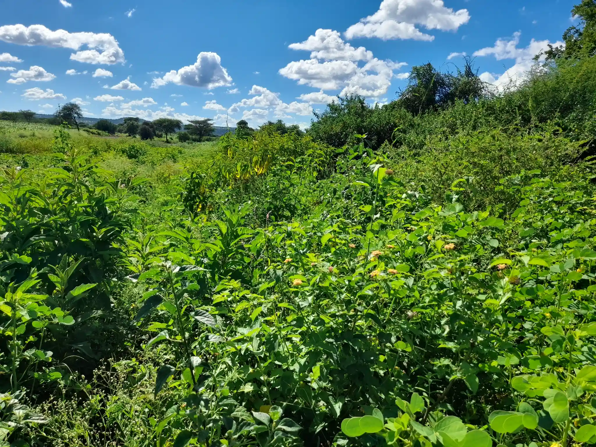 Shamba zuri la ekari 3 Olodenderit
