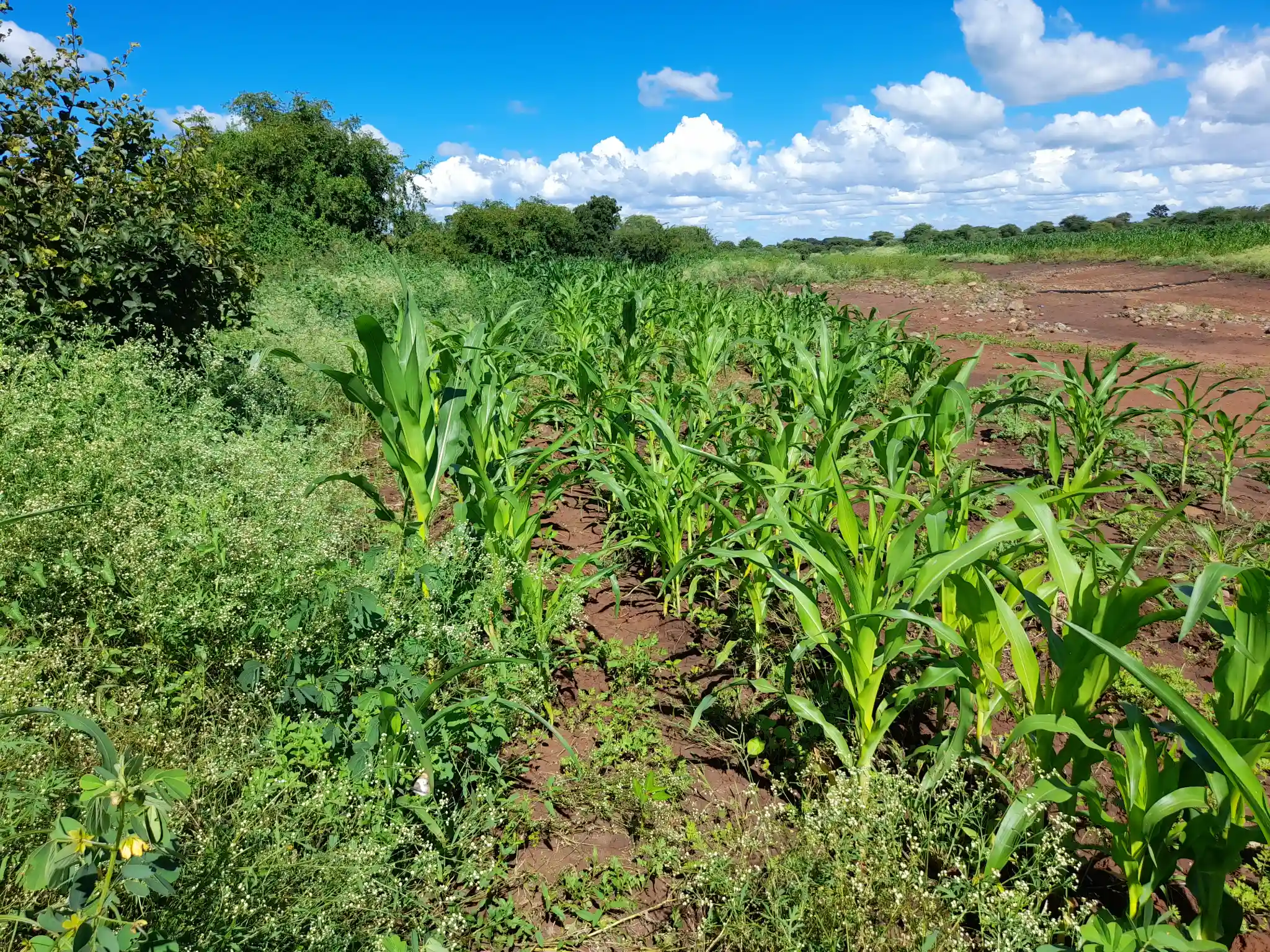 Shamba zuri la ekari 3 Olodenderit