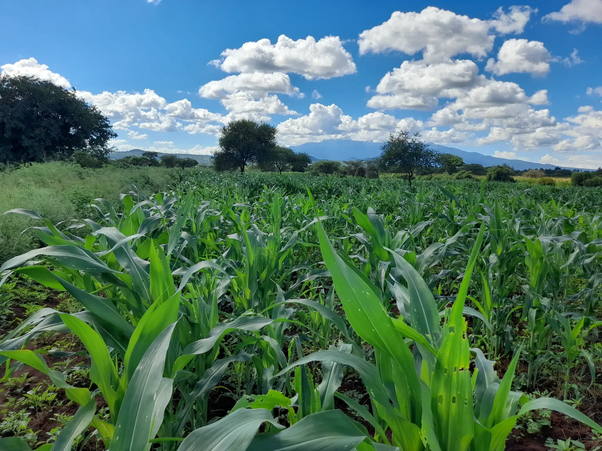 Shamba zuri la ekari 3 Olodenderit