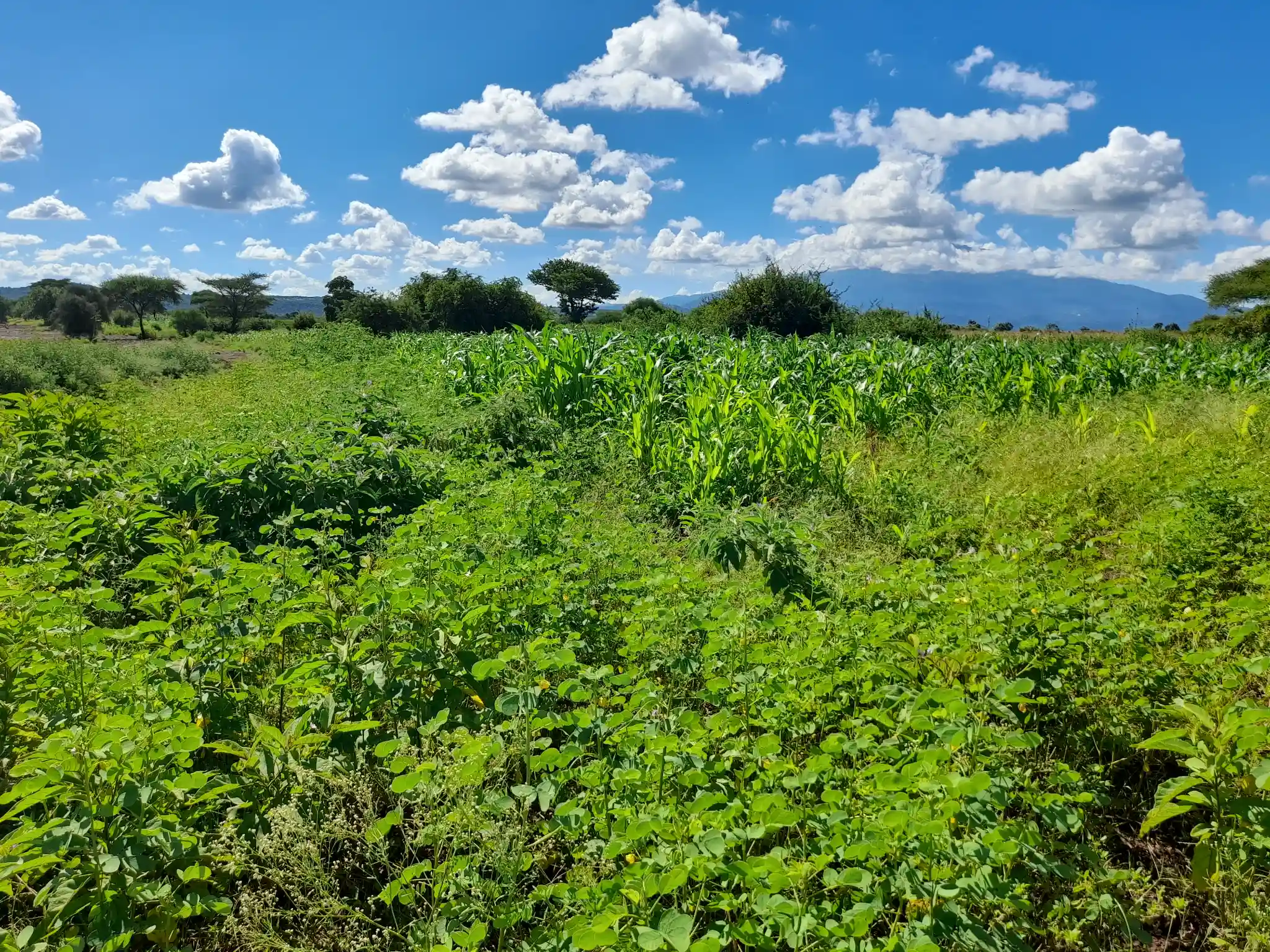 Shamba zuri la ekari 3 Olodenderit