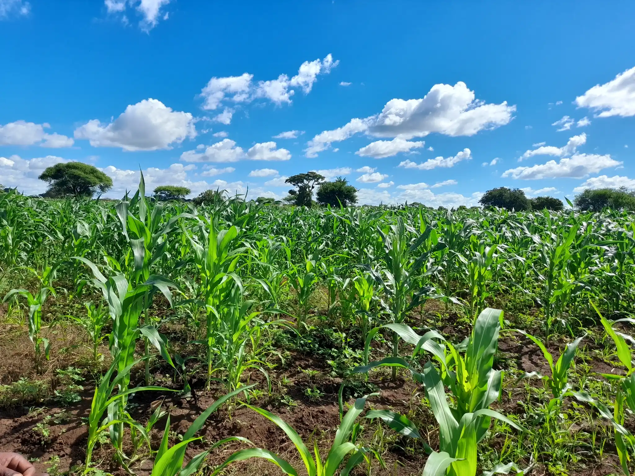 Shamba zuri la ekari 3 Olodenderit
