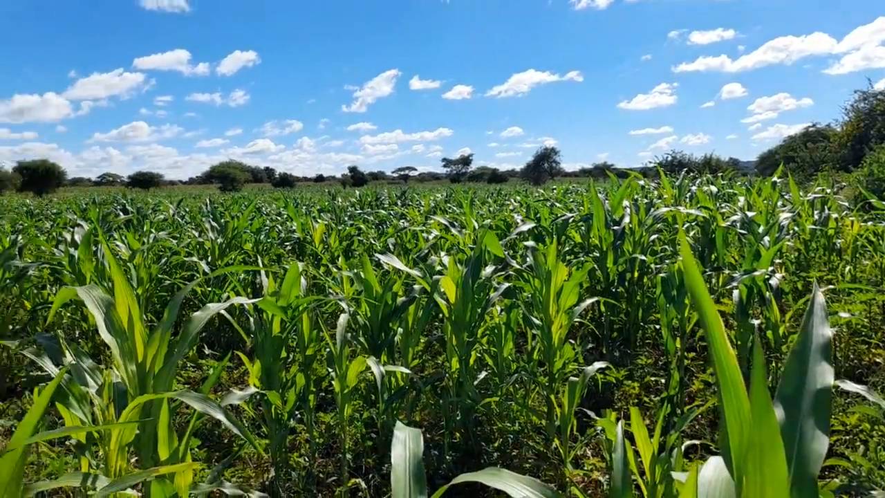 Shamba zuri la ekari 3 Olodenderit