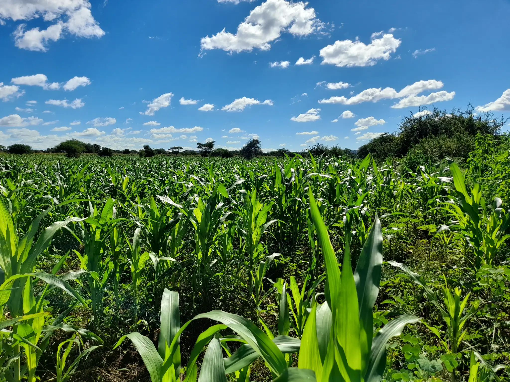 Shamba zuri la ekari 3 Olodenderit