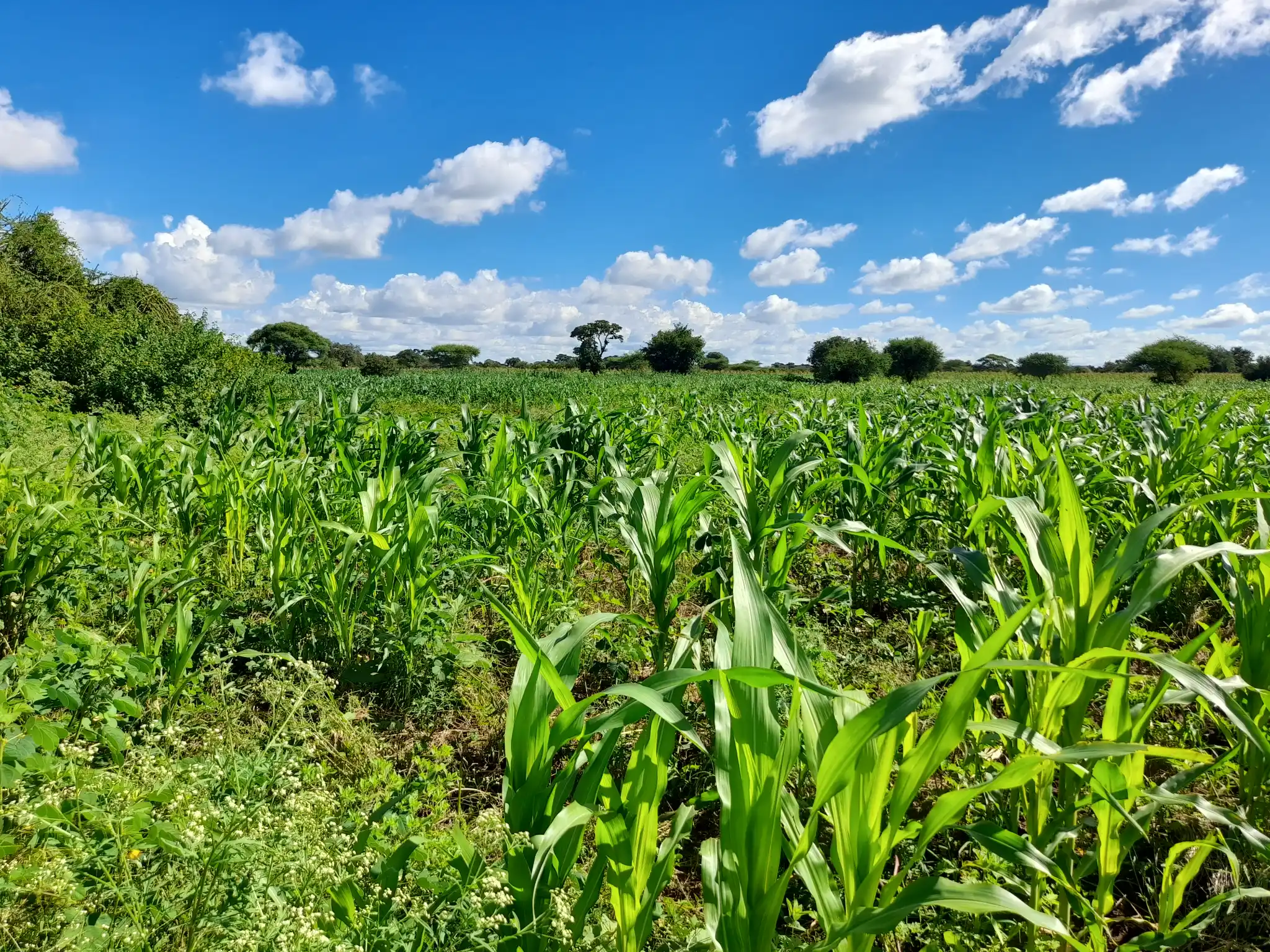 Shamba zuri la ekari 3 Olodenderit