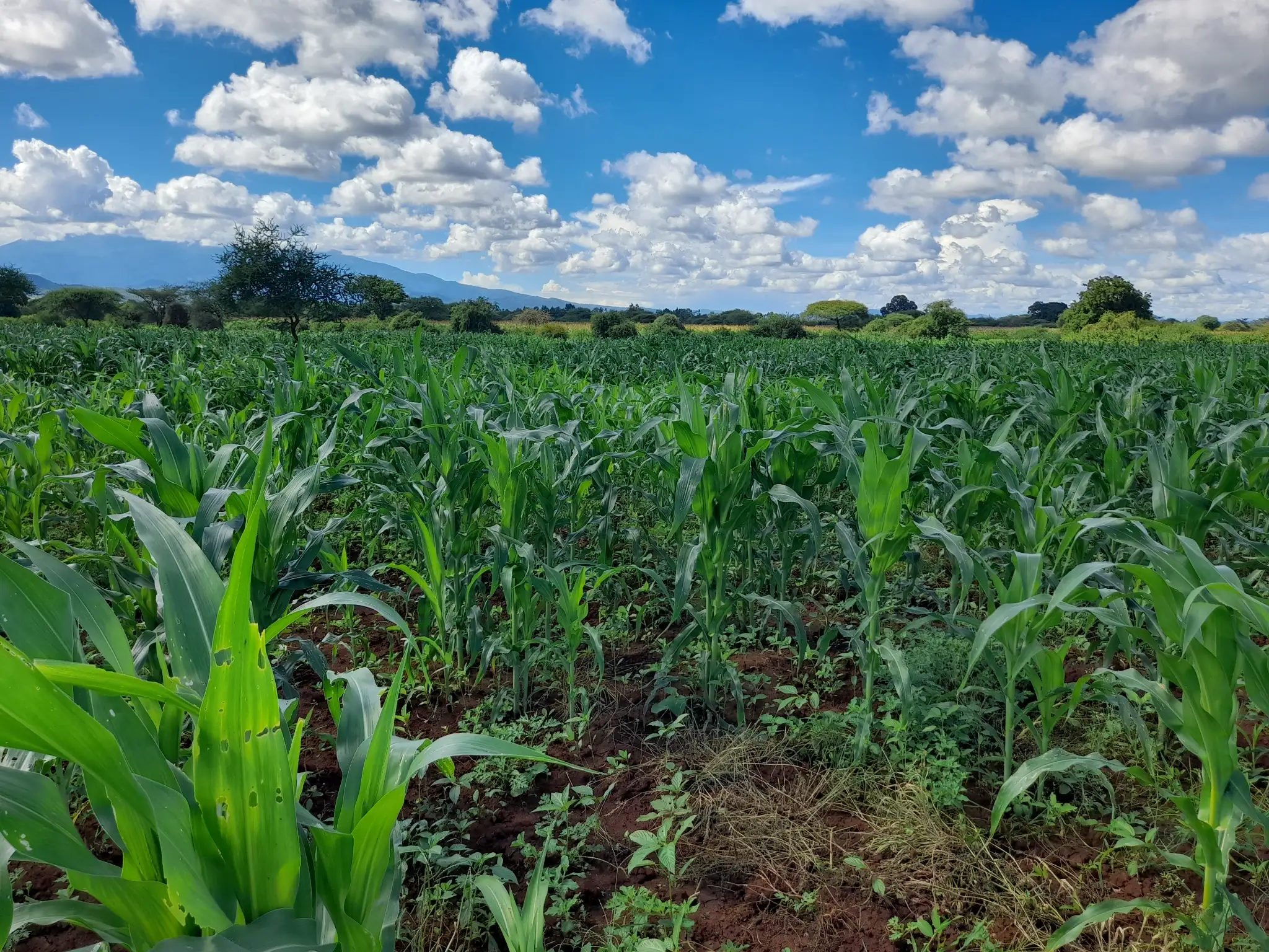 Shamba zuri la ekari 3 Olodenderit