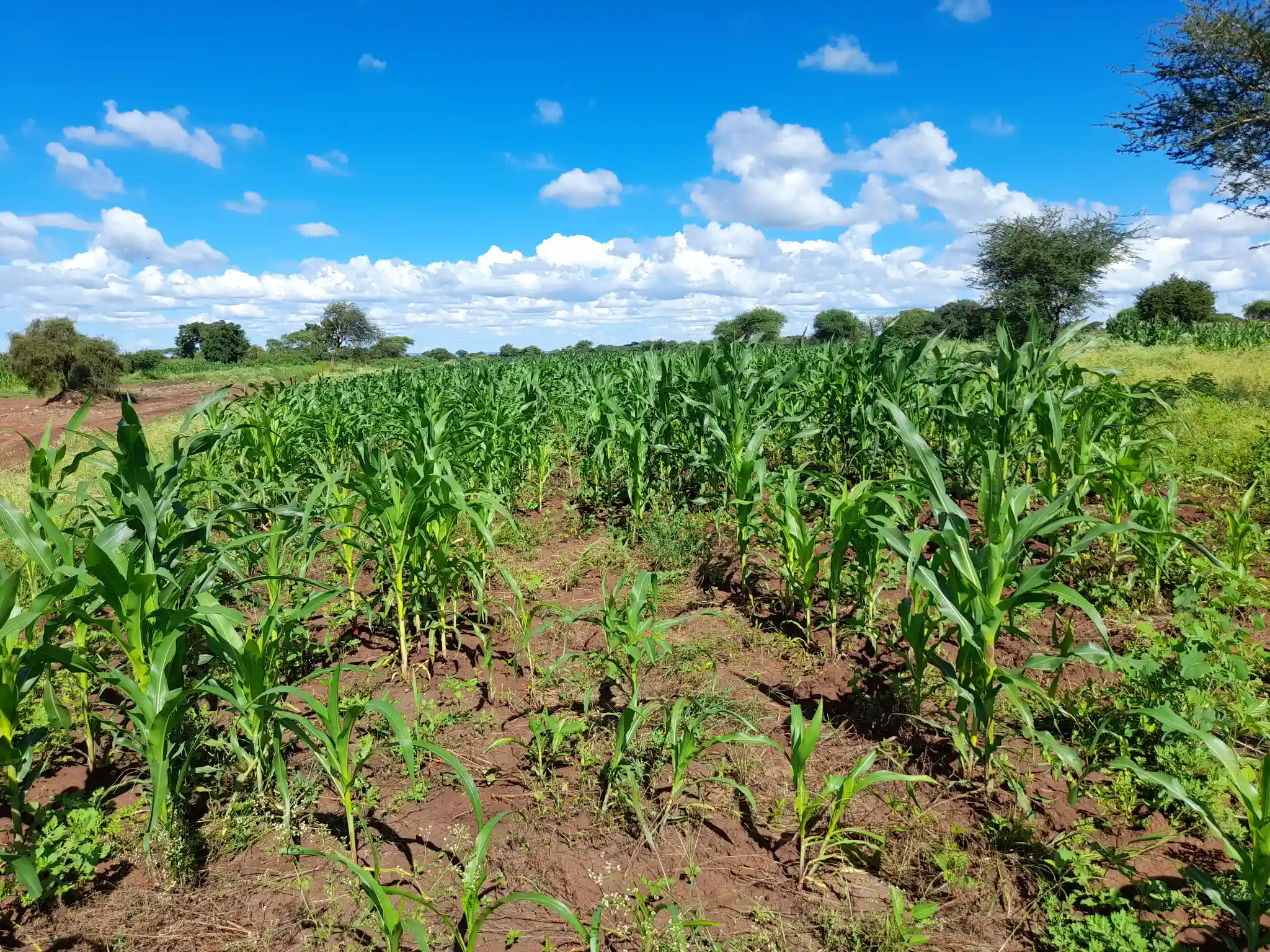 Shamba zuri la ekari 3 Olodenderit