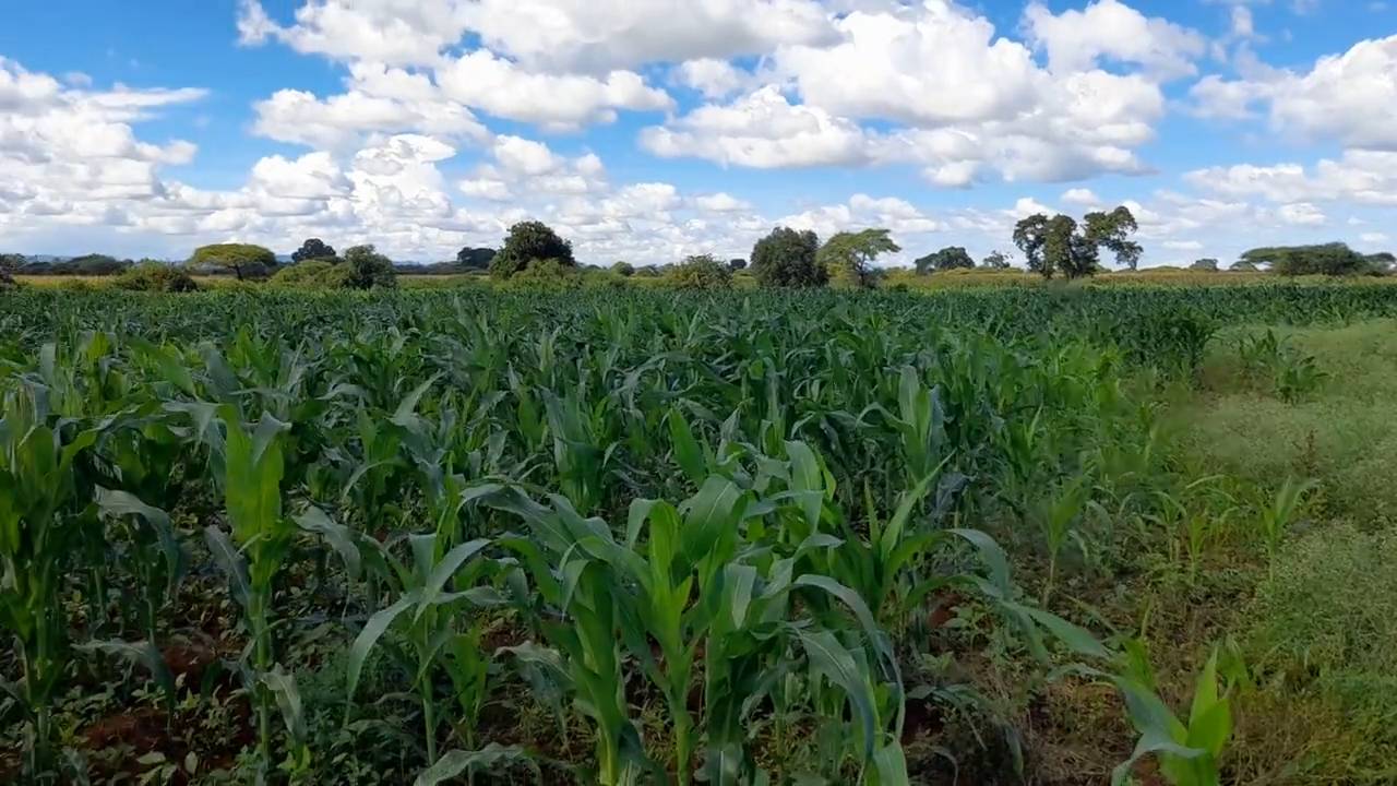 Shamba zuri la ekari 3 Olodenderit