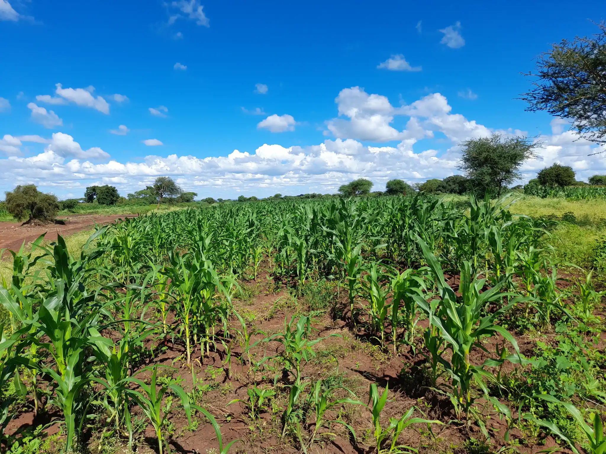 Shamba zuri la ekari 3 Olodenderit