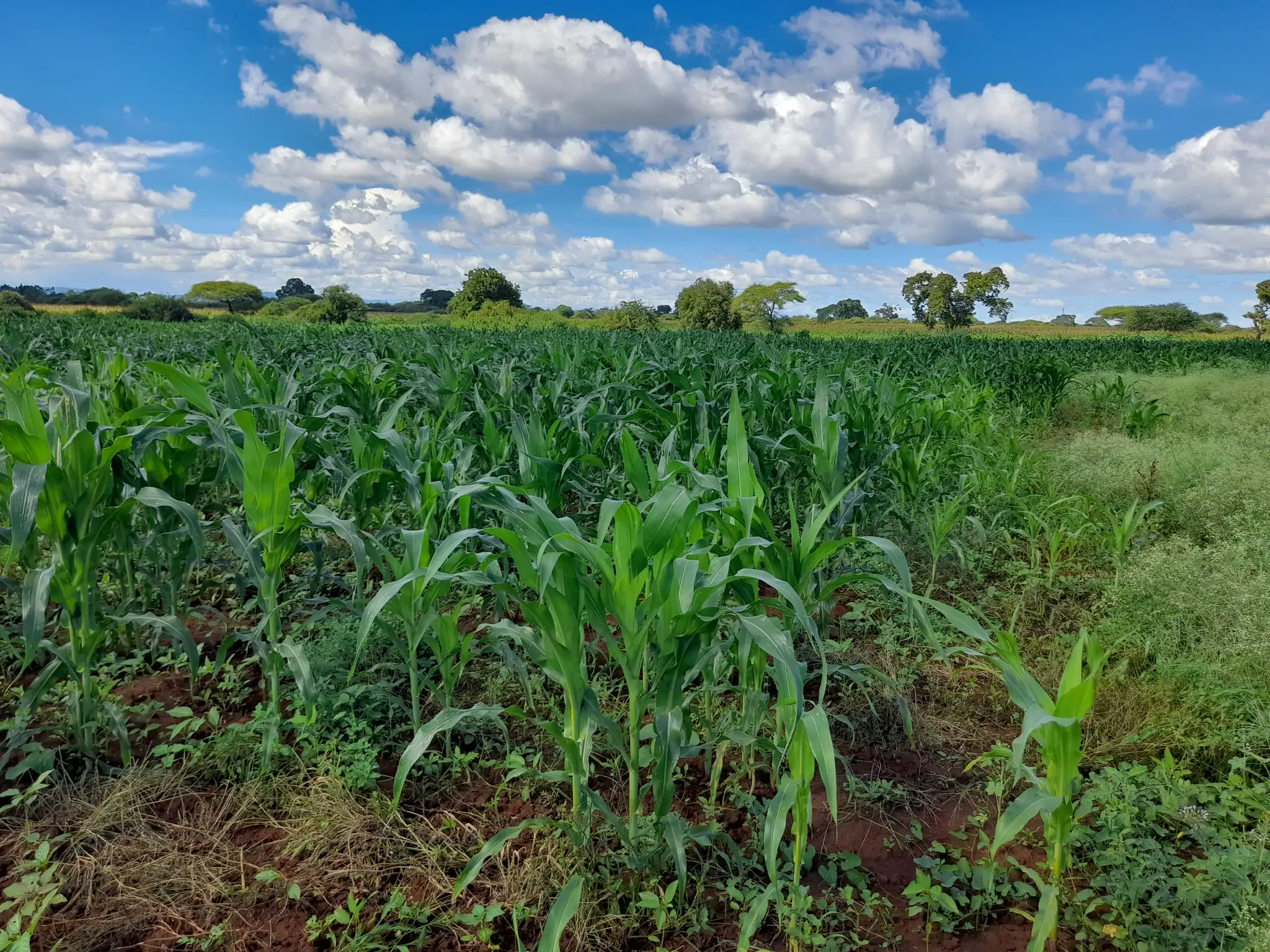 Shamba zuri la ekari 3 Olodenderit