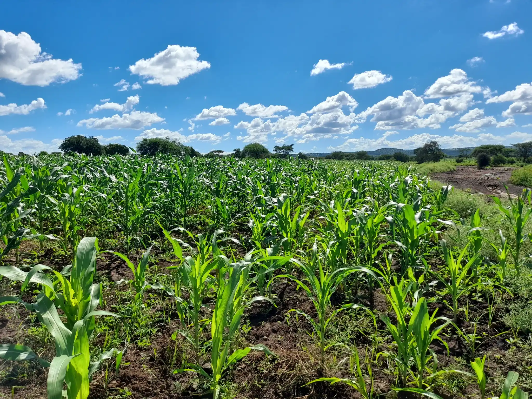 Shamba zuri la ekari 3 Olodenderit