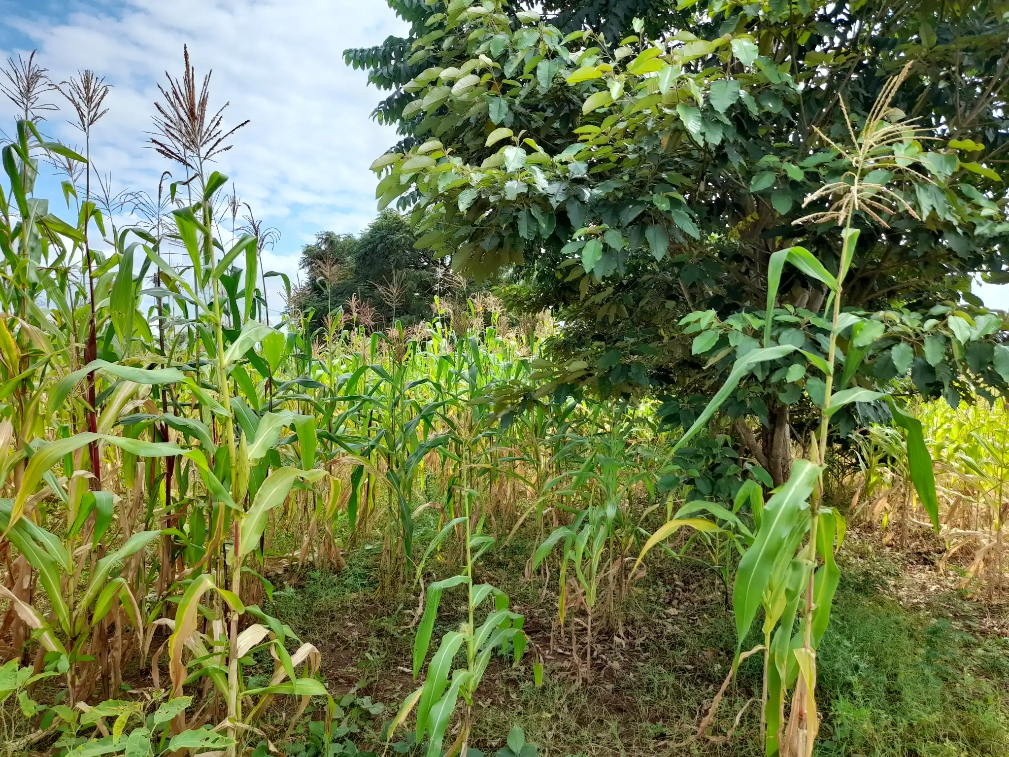 Nyumba tayari kukamilishwa kwenye kiwanja cha 29×43m, Muungano, umbali wa km 1 kutoka barabara kuu