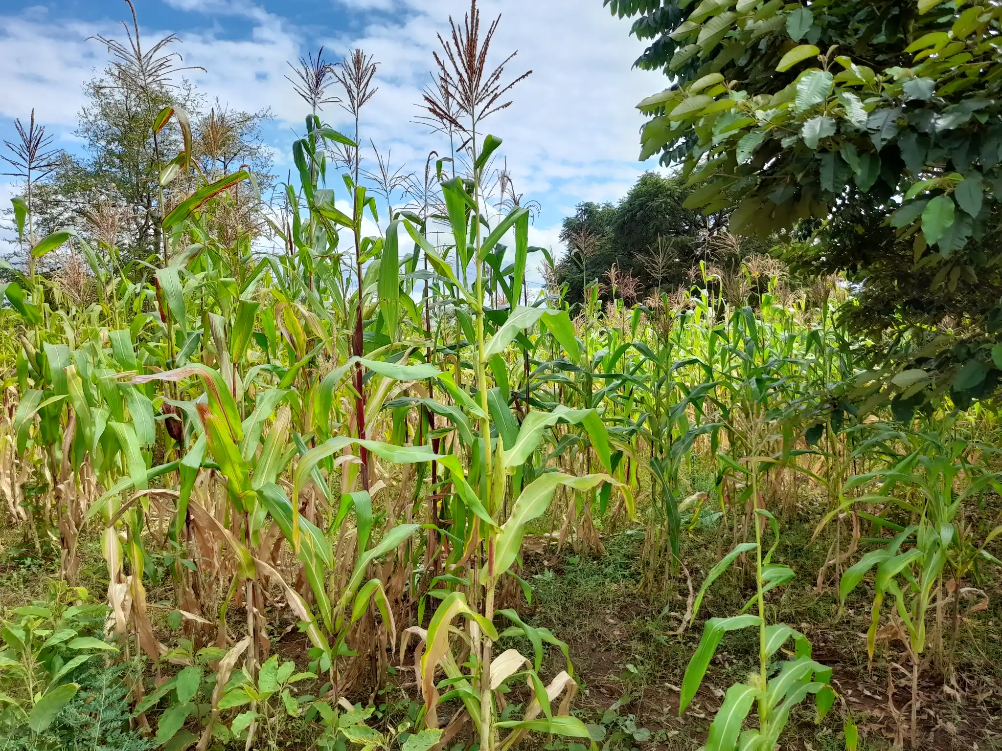 Nyumba tayari kukamilishwa kwenye kiwanja cha 29×43m, Muungano, umbali wa km 1 kutoka barabara kuu