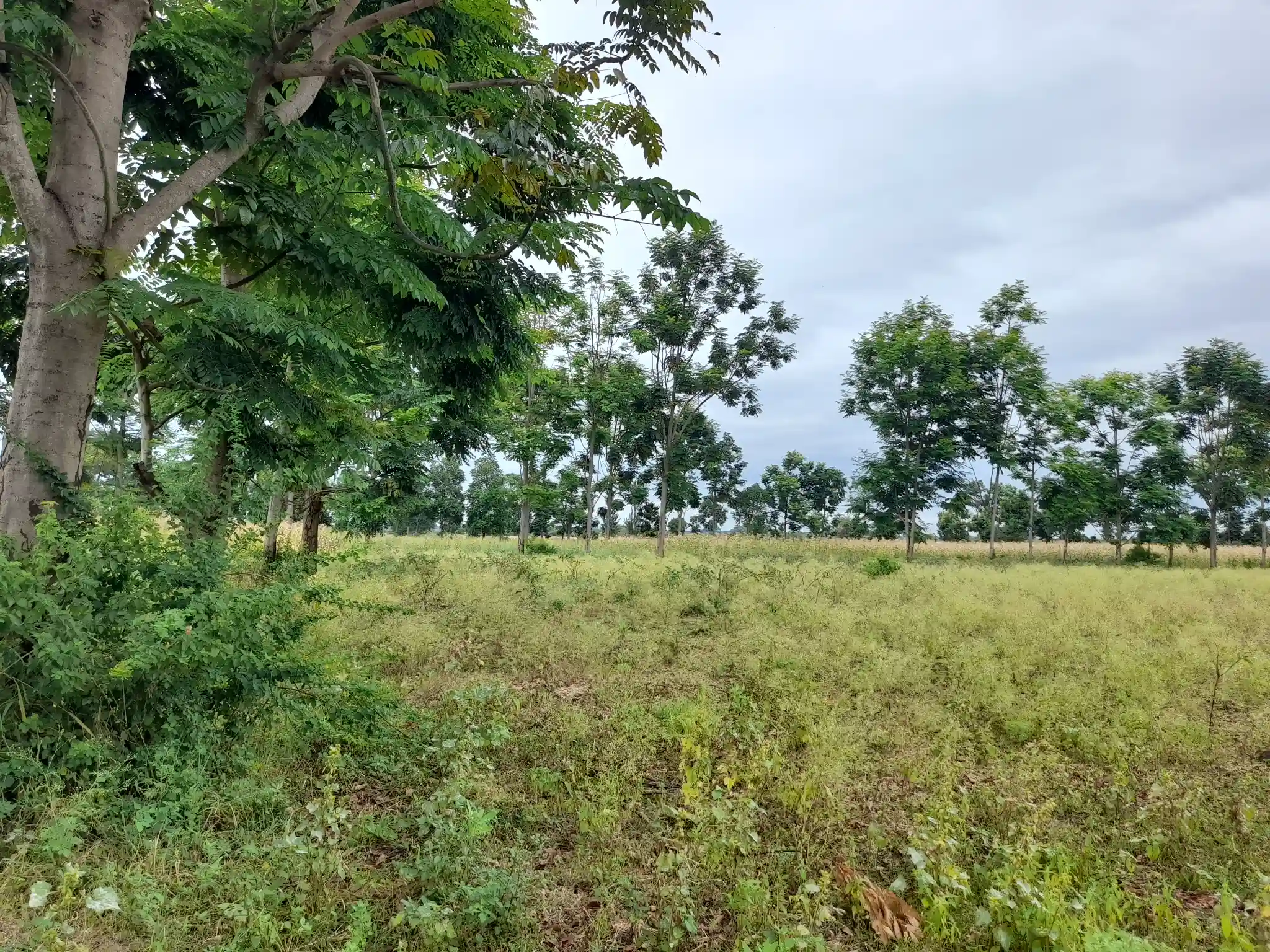 Shamba zuri la ekari 3.6 Olodenderit