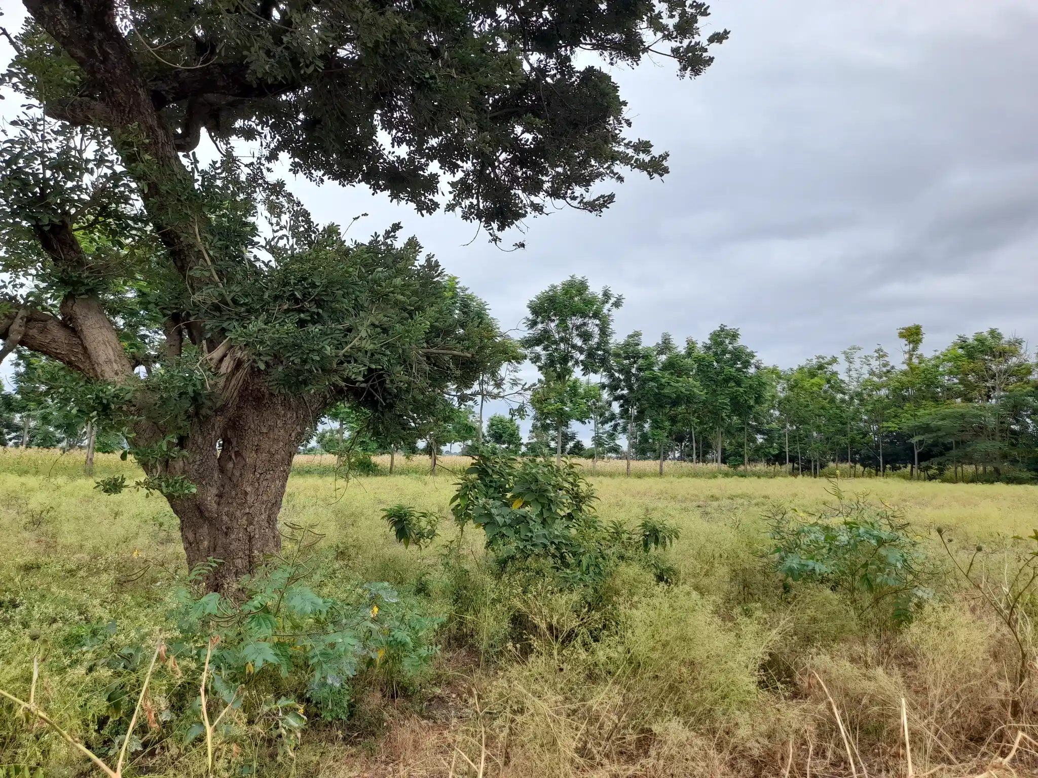 Shamba zuri la ekari 3.6 Olodenderit